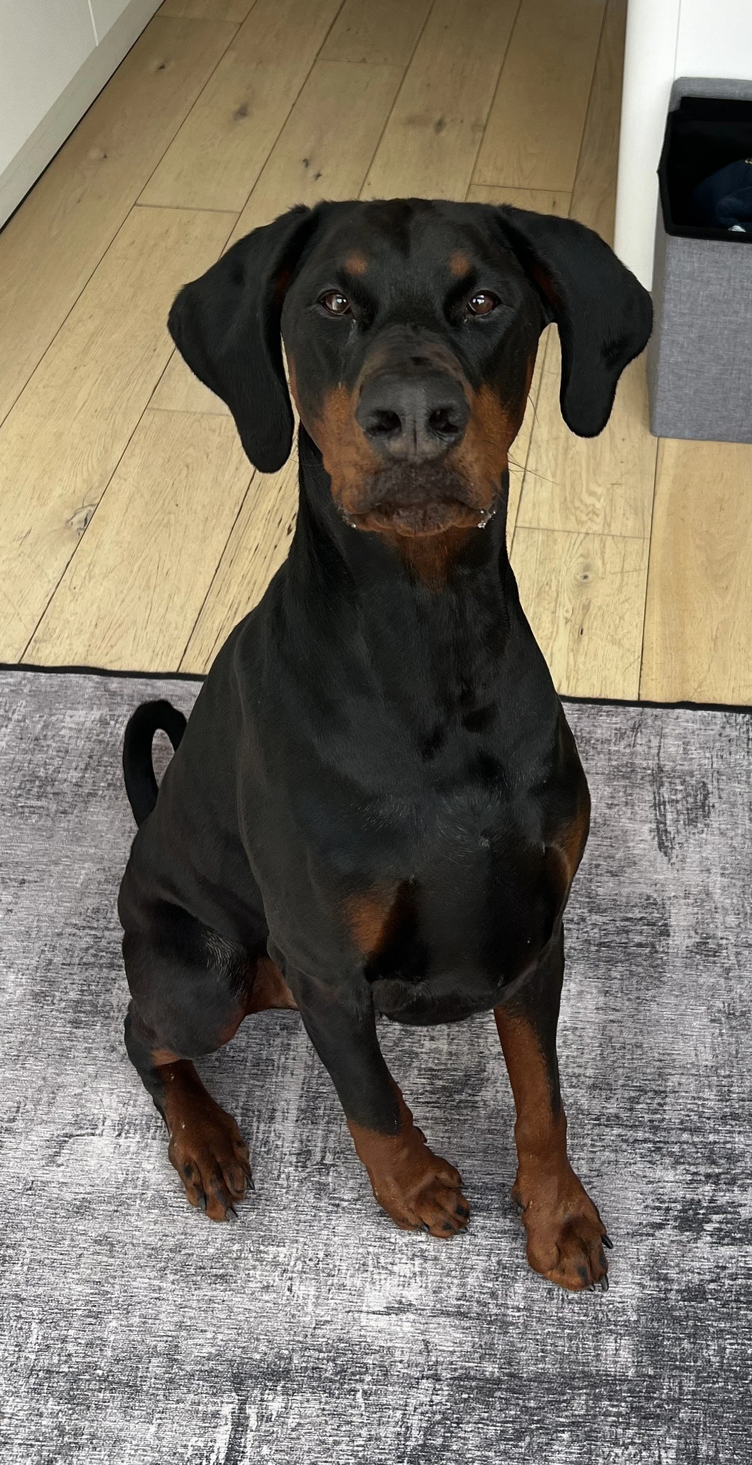 Black and tan Rottweiler sitting on a gray textured rug inside a house, looking up at the camera.