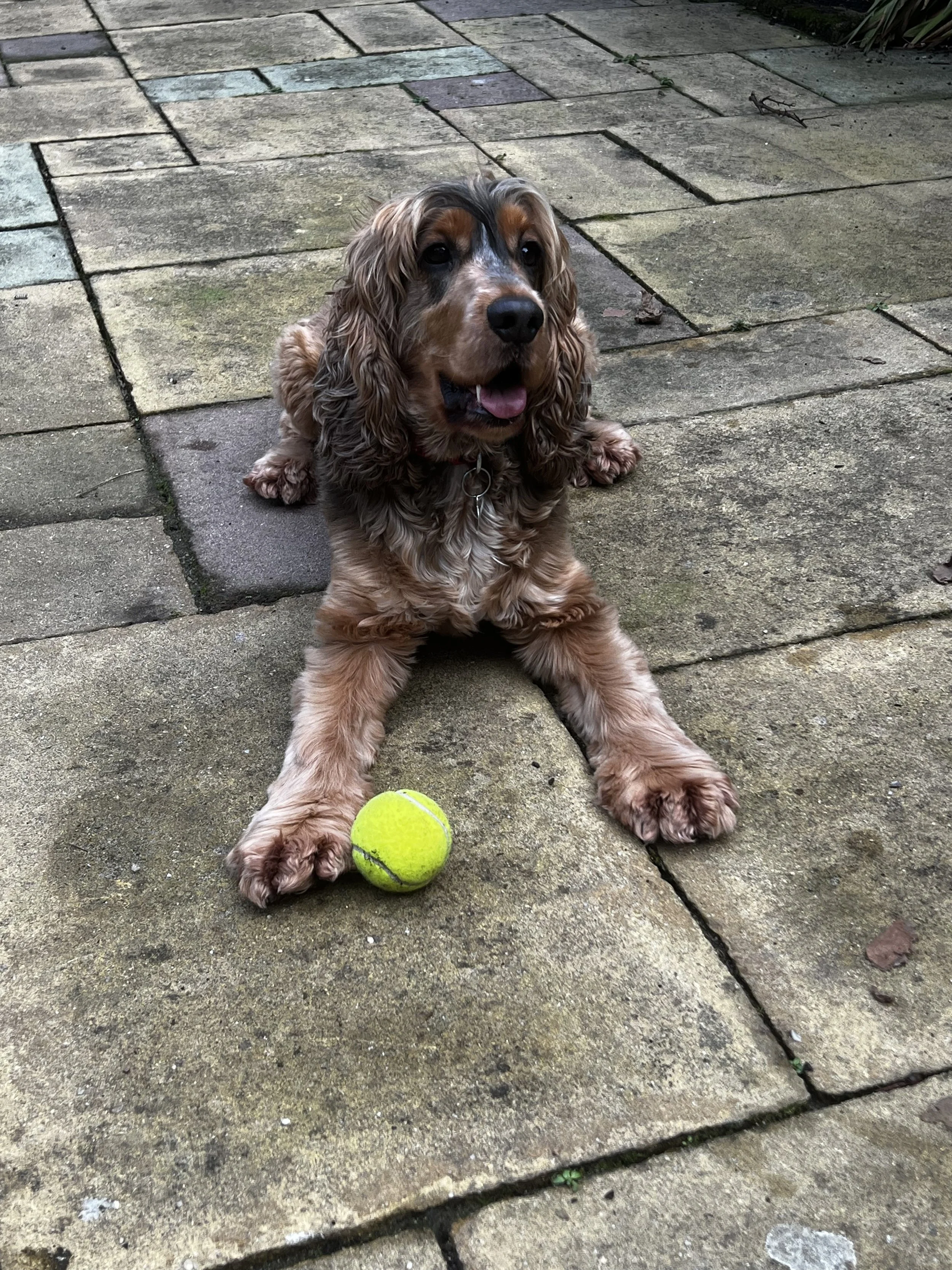 A cute brown and black spaniel puppy with long floppy ears and a pink tongue, sitting on a stone patio with a green tennis ball in front of it.