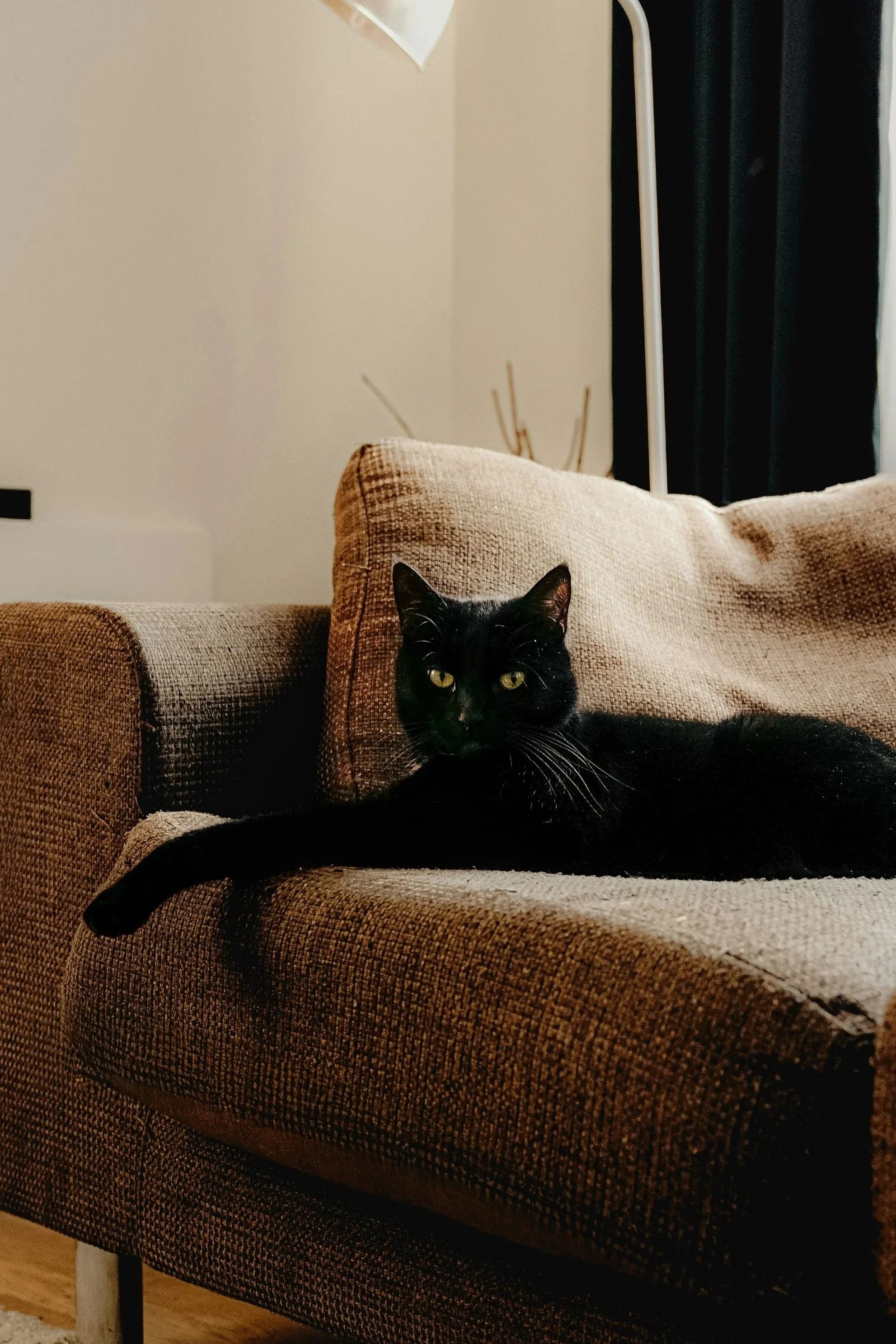 A black cat lying on a brown upholstered sofa with cushions, in a living room with neutral-colored walls and a lamp in the background.