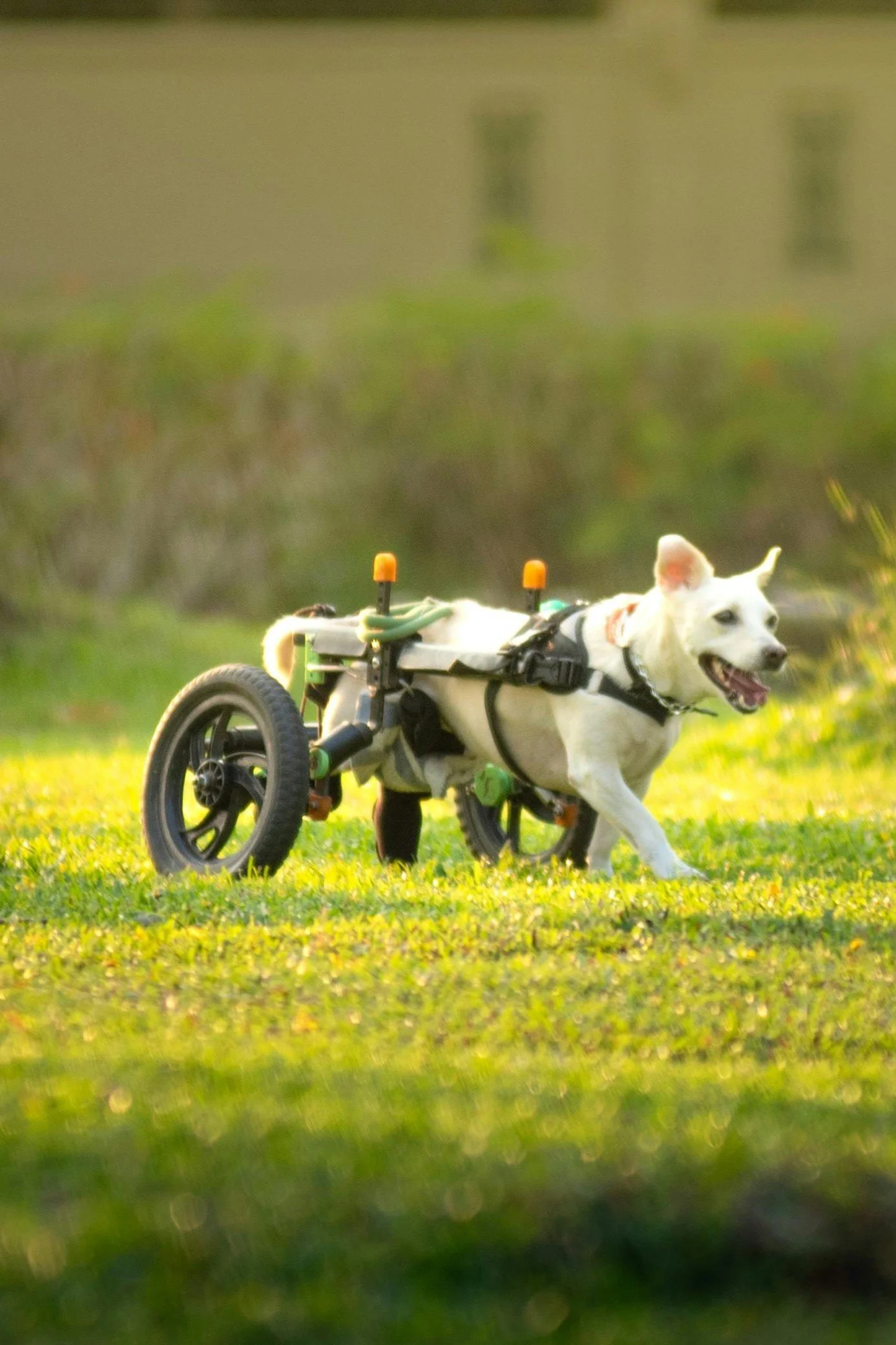 A happy dog with a white coat and brown patches, in a wheelchair, running on grass in a park during sunset.