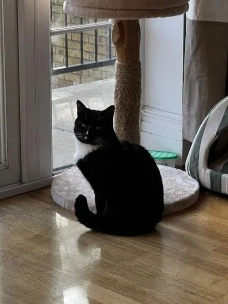 Black and white cat sitting on the floor next to a tall cat tree near a sliding glass door
