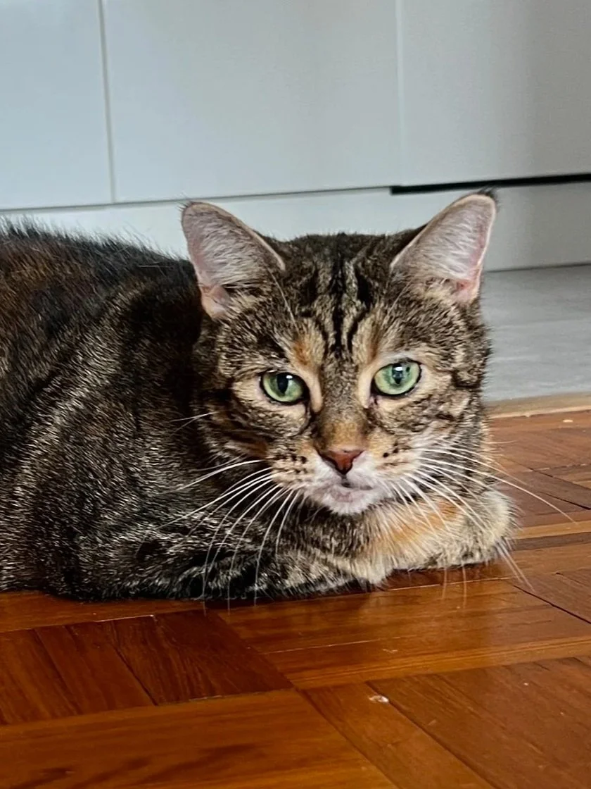 Tabby cat with green eyes lying on a wooden floor.