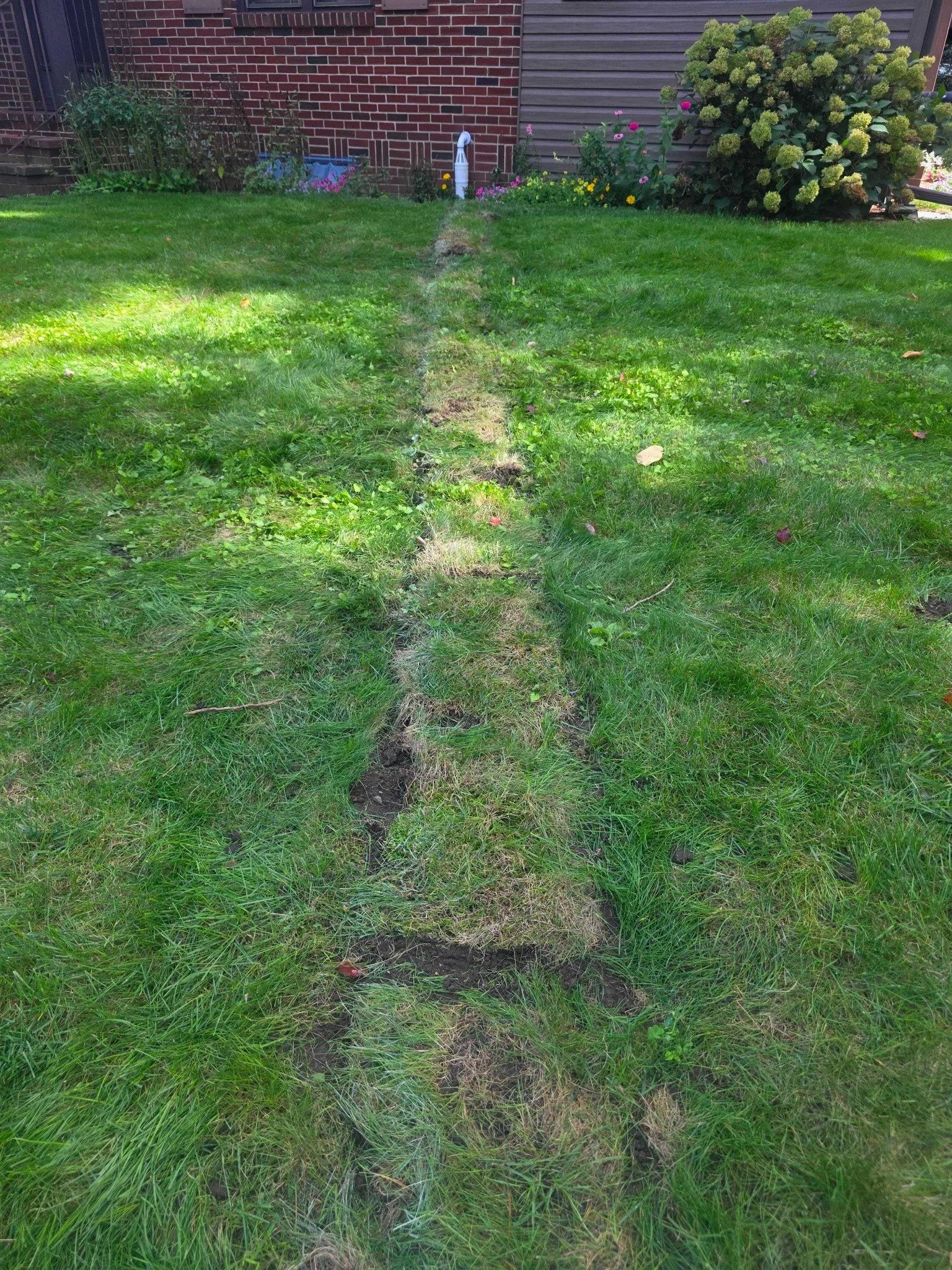 Restored lawn over the buried sump pump discharge line after installation.