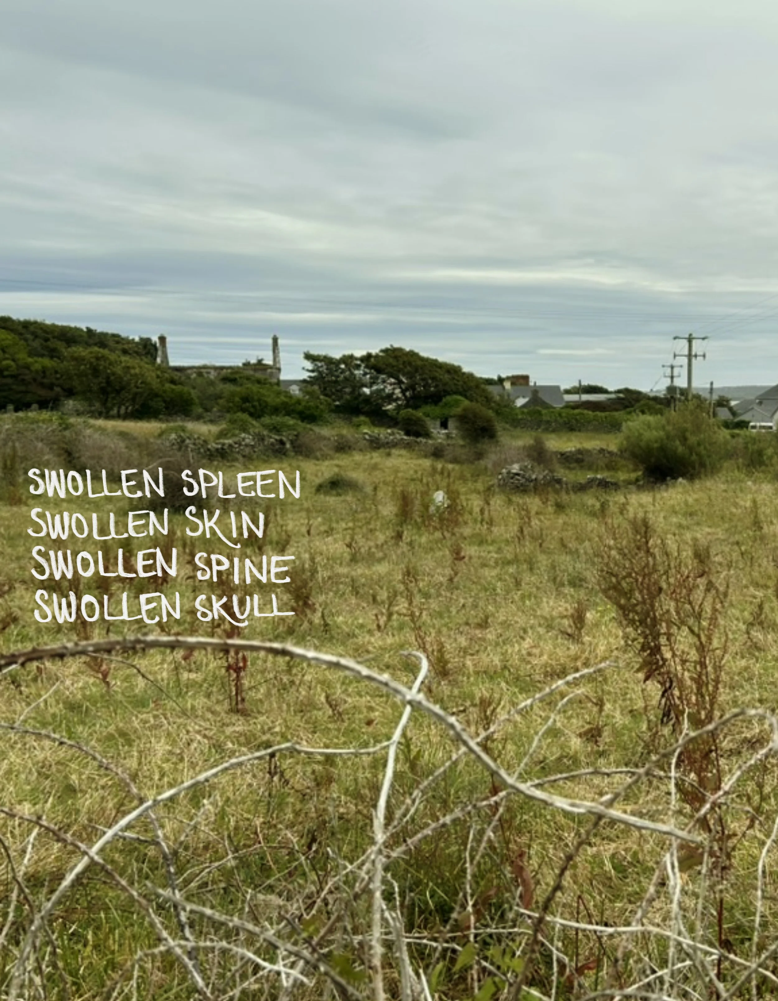 Dog Days 4:8 swollen.jpg