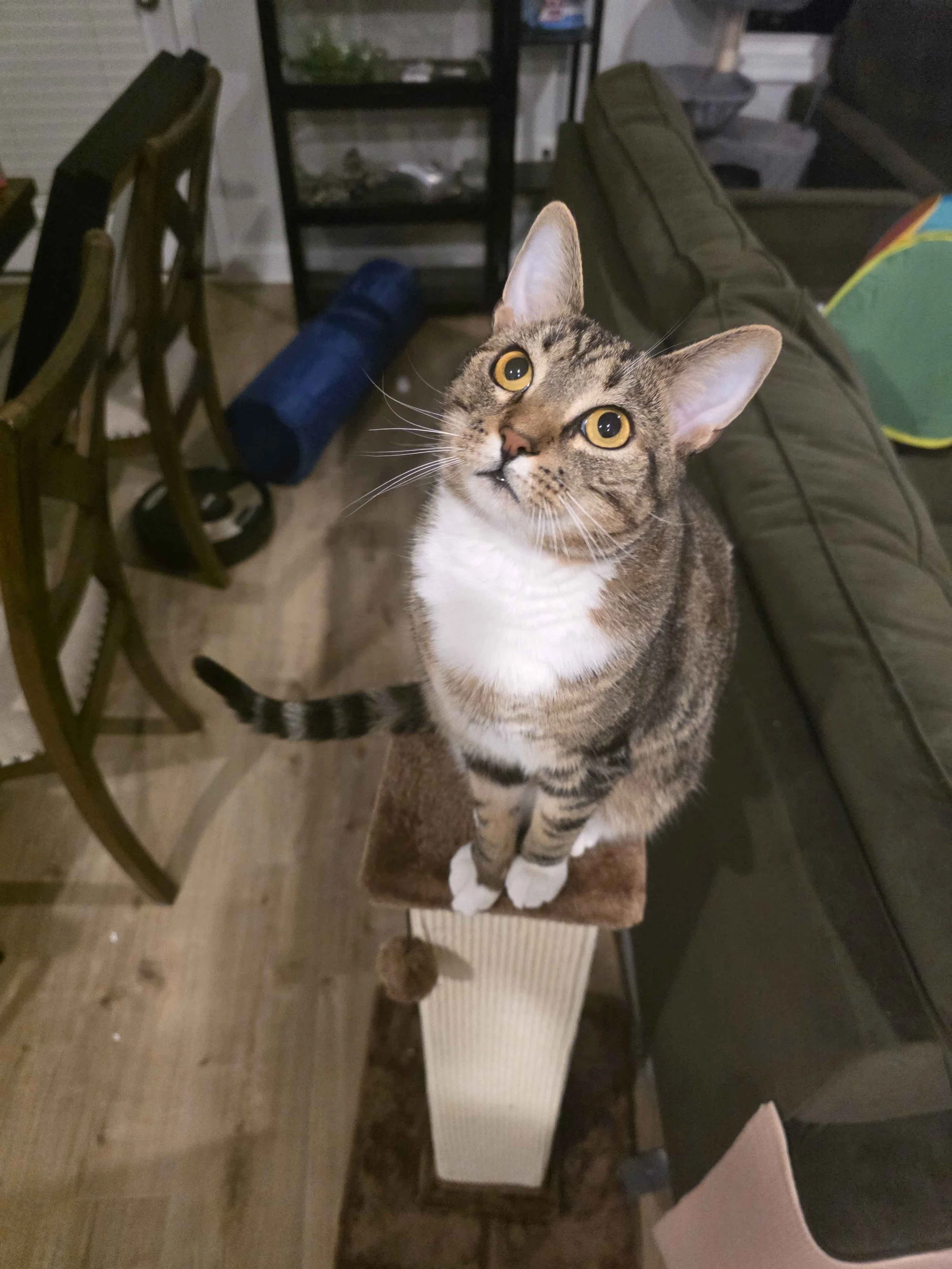 A tabby cat with yellow eyes sitting on a brown scratching post in a living room. There are wooden chairs, a black shelf with various objects, a couch, and a colorful dog bed in the background.