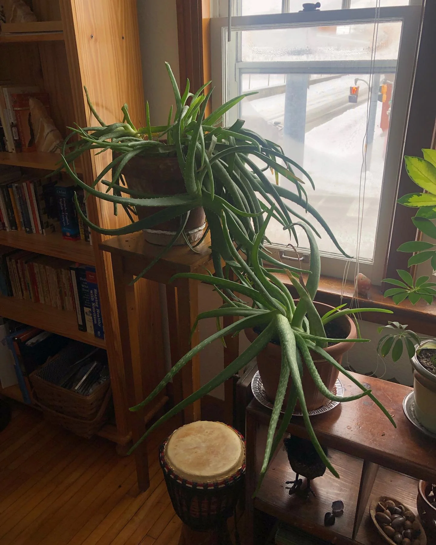 When your plants go for that dramatic reach 🙌✨