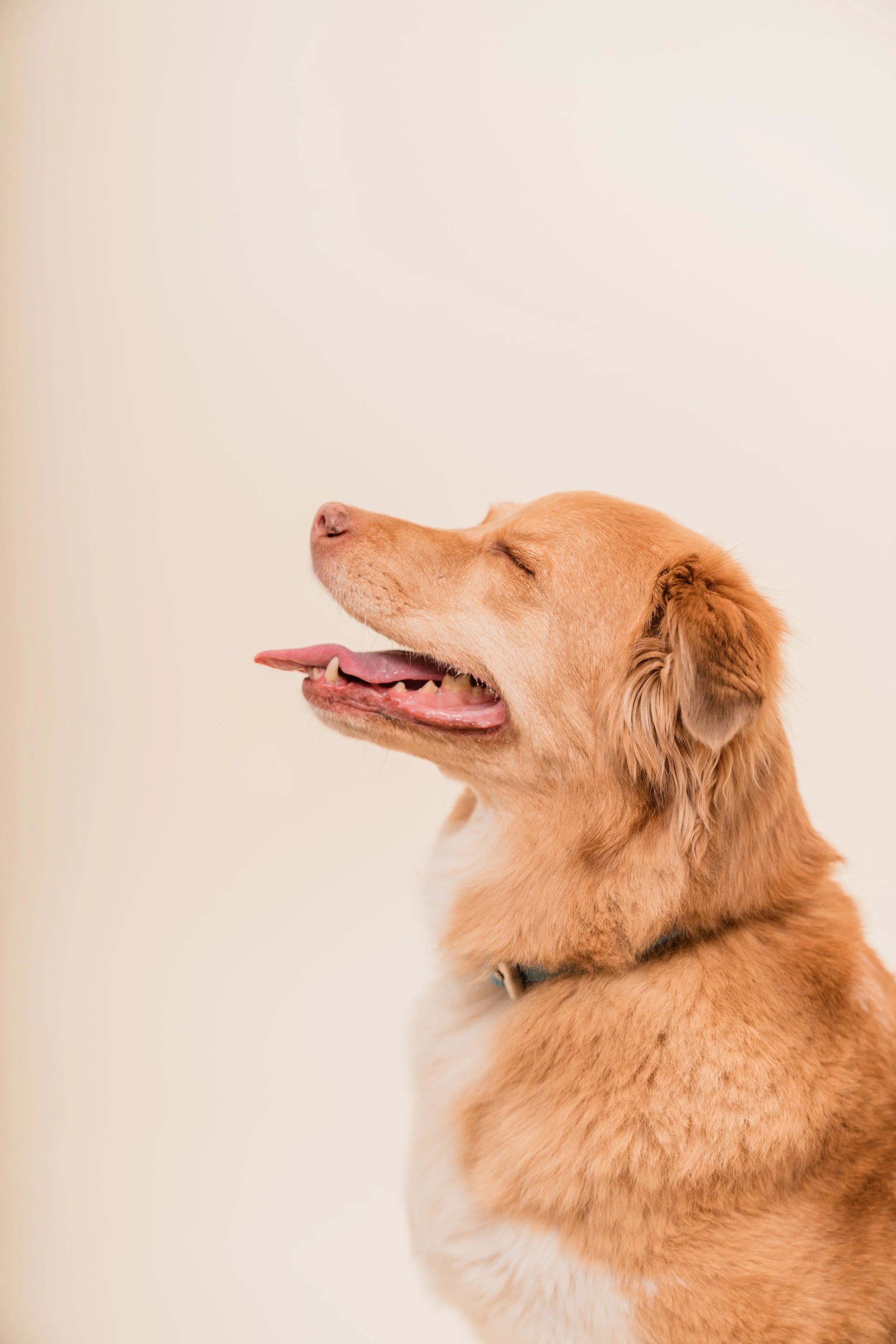 Side profile of a happy golden retriever dog with eyes closed and tongue slightly out, against a plain light background.