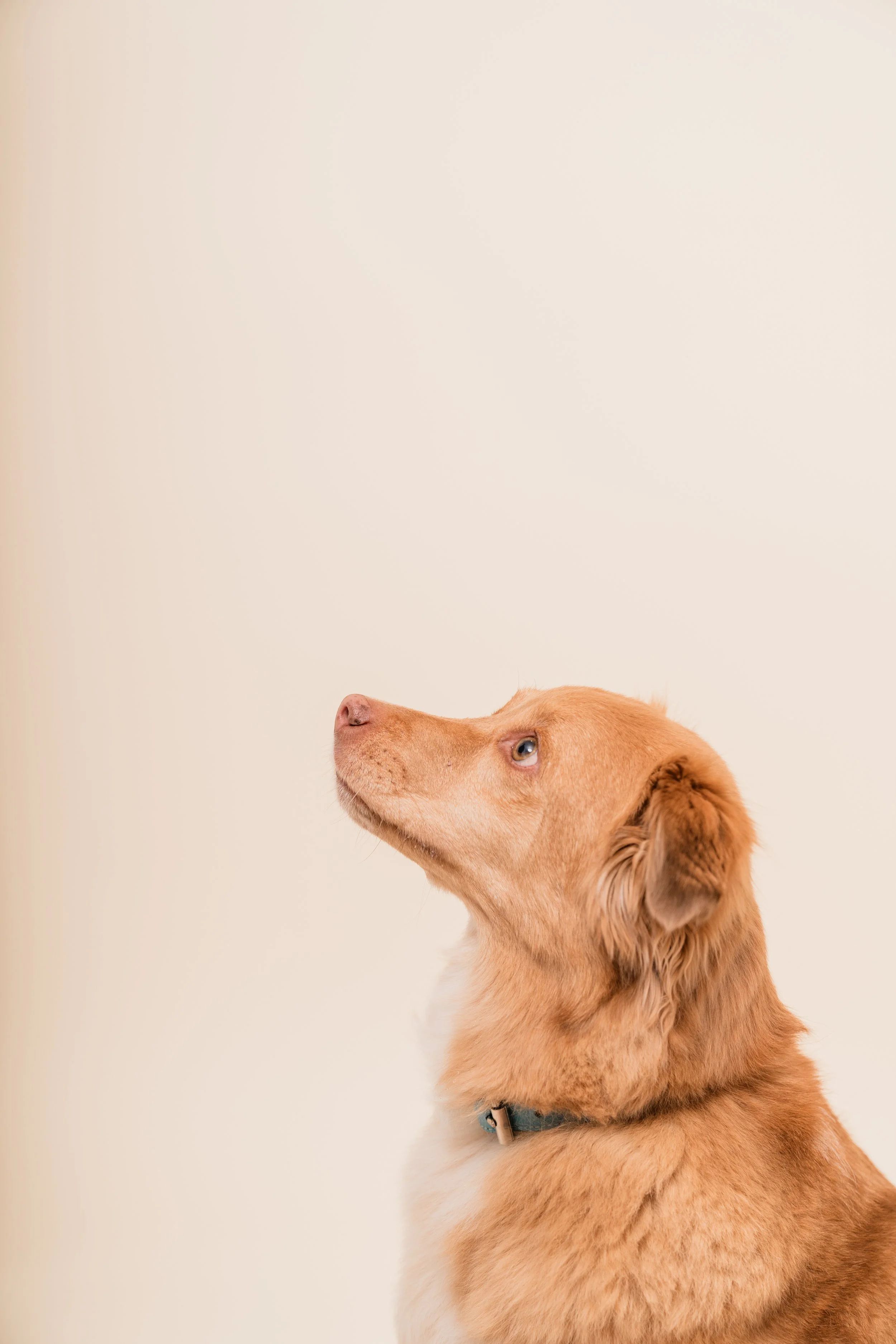 A golden-colored dog with a black collar sitting against a plain light background, looking upwards.