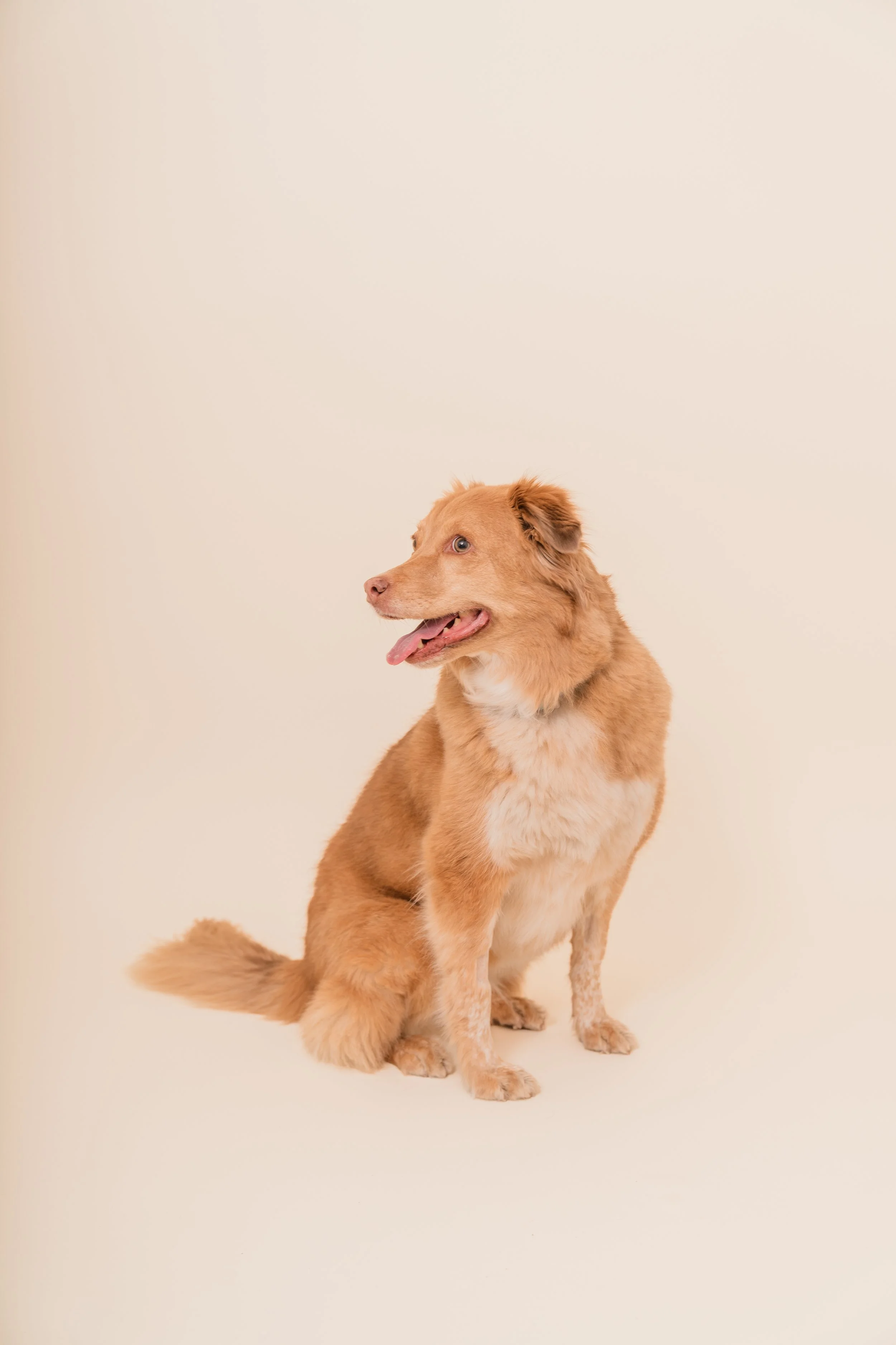 A sitting golden-brown dog with a fluffy tail and light blue eyes, looking to the left against a plain light beige background.