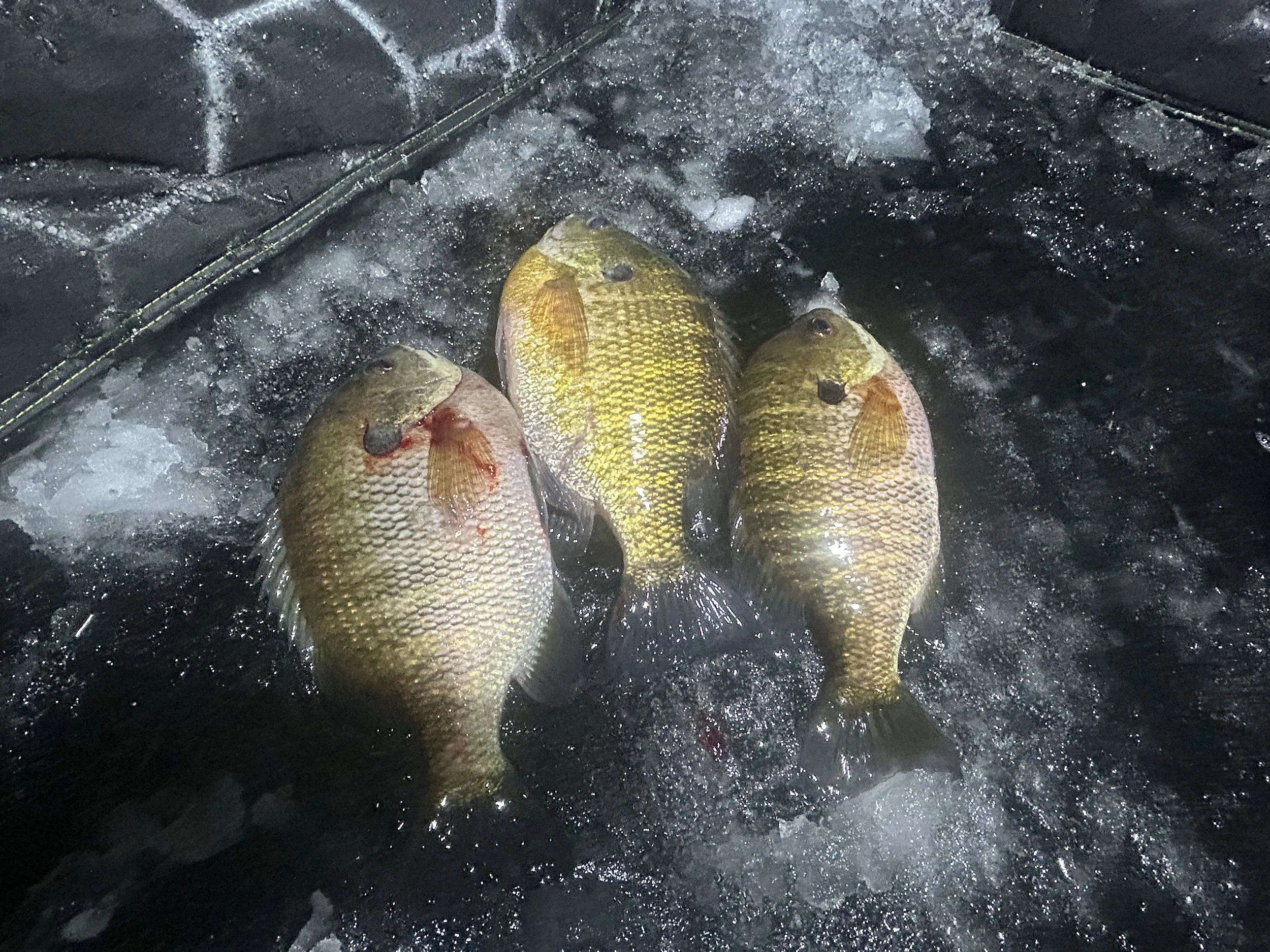 Three fish caught during ice fishing, lying on ice with some ice chips around