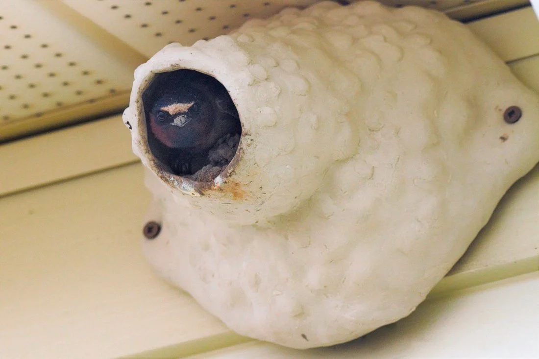 Cliff Swallow Project / Projet hirondelles à front blanc