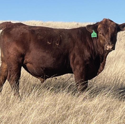 Registered Red Angus Bulls