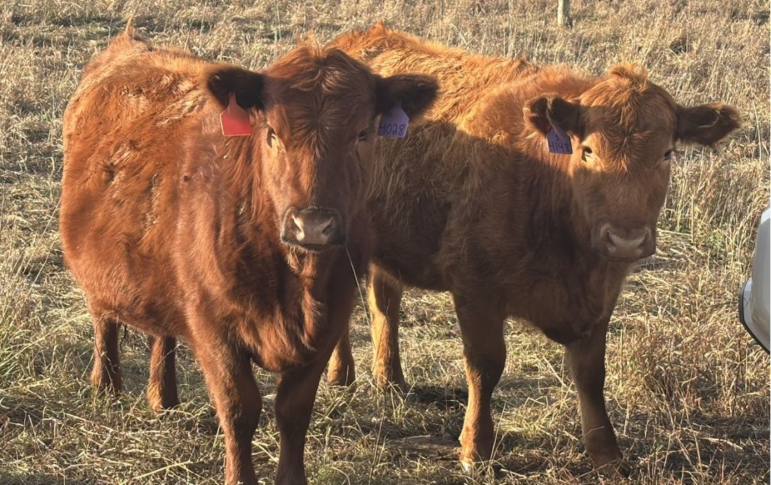 Bred Heifers