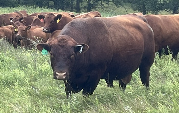 Registered Red Angus Bulls