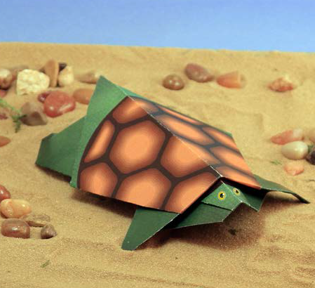 Shelby Turtle