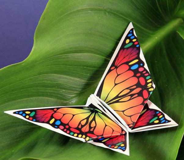 Flicka the Butterfly