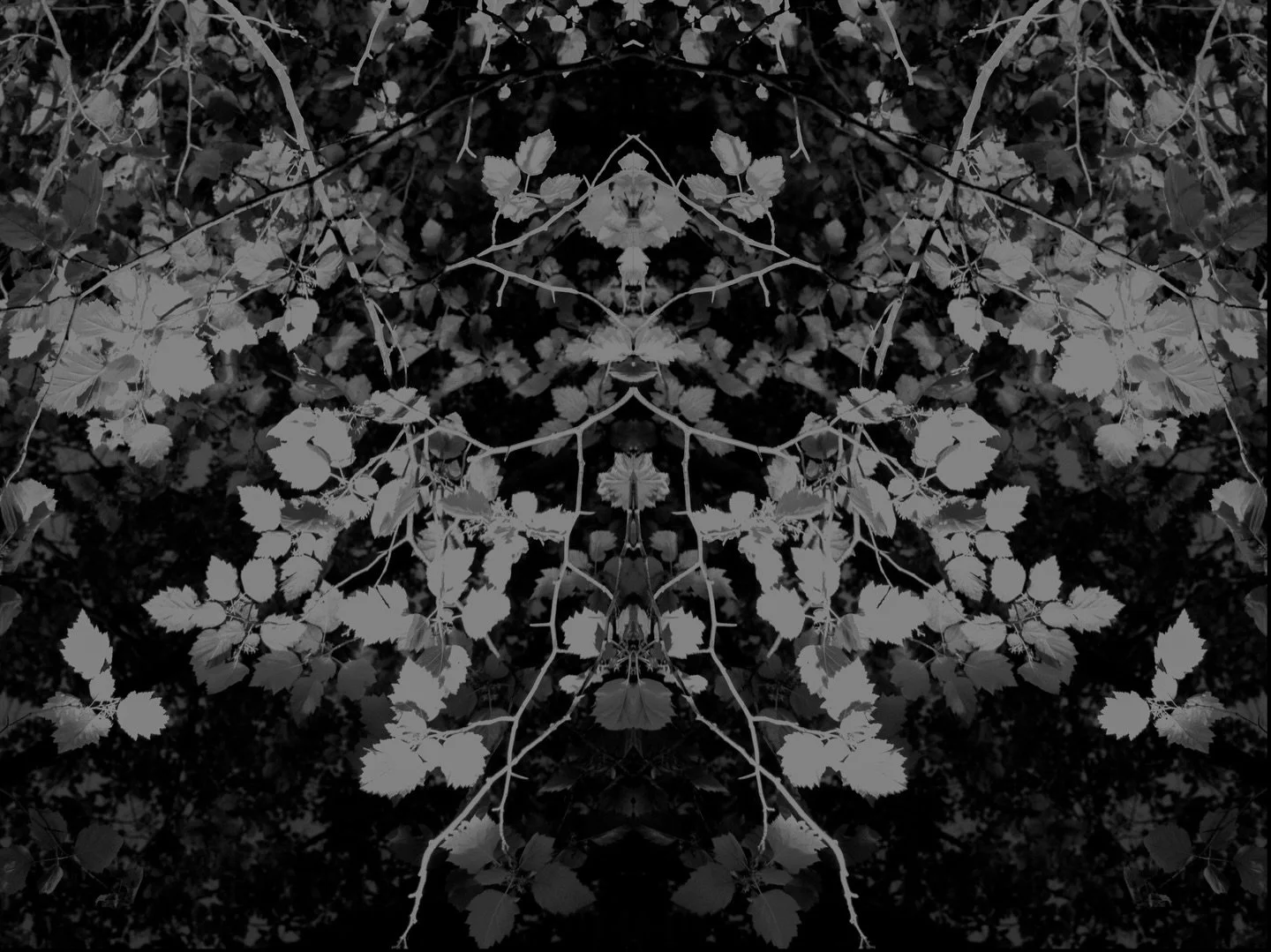 Heart of the forest 🕷️

#bwphotography #surrealphotography #dreamscape #naturephotograpy #bnwphoto