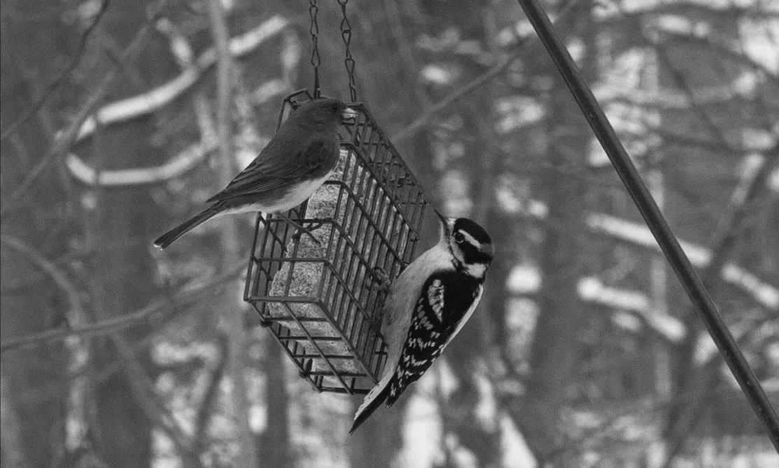 Best bird friends! I missed my birdies and I&rsquo;m glad I got to see them over break. Woodpecker in the last slides is giving the crazy eyes don&rsquo;t mind him. He&rsquo;s mad he&rsquo;s in black and white and can&rsquo;t show off his red splotch