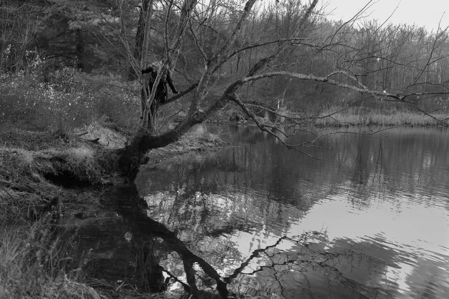 Running through the broken forest 

&mdash;&mdash;&mdash;
#digitalphotography #bwphoto #dreamphotography #landscapephotography #surrealphotography