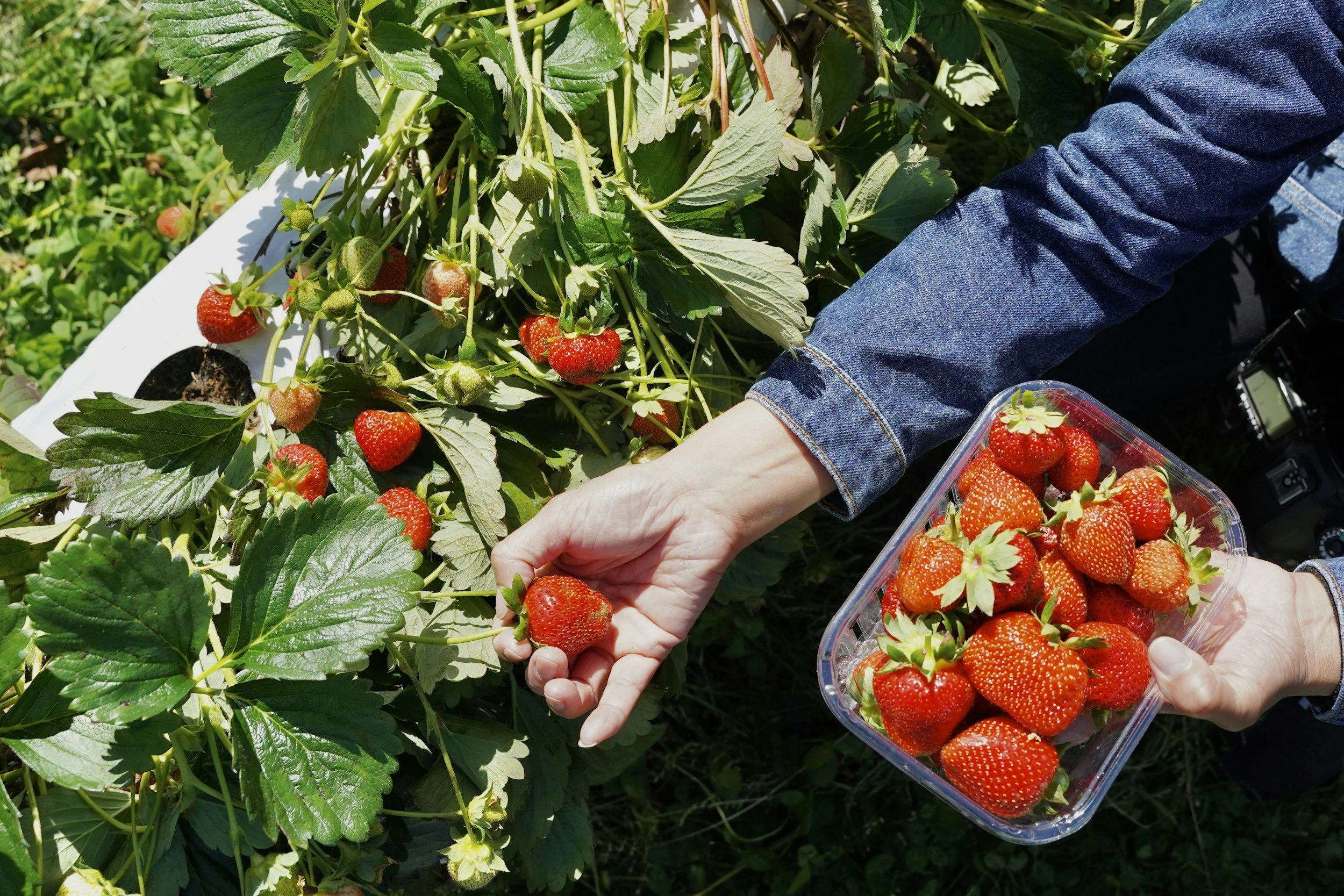Person harvesting ripe strawberries in a strawberry field, holding a container filled with strawberries, with green strawberry plants and leaves surrounding them.
