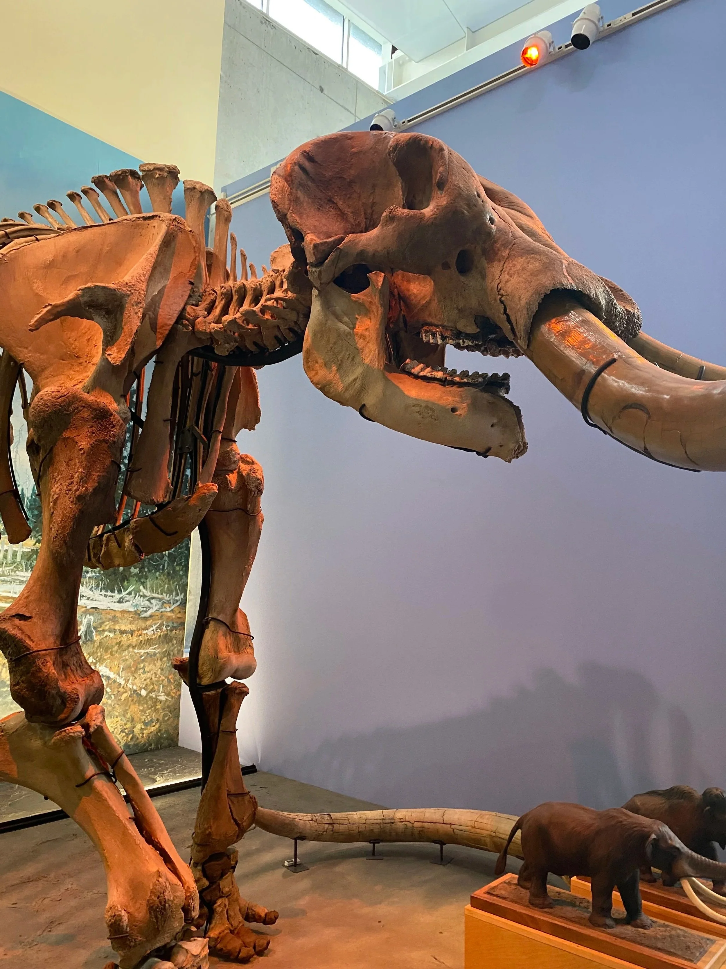 Fossilized skeleton of a mammoth at the Museum of the Earth, with other animal skeletons and models displayed nearby.