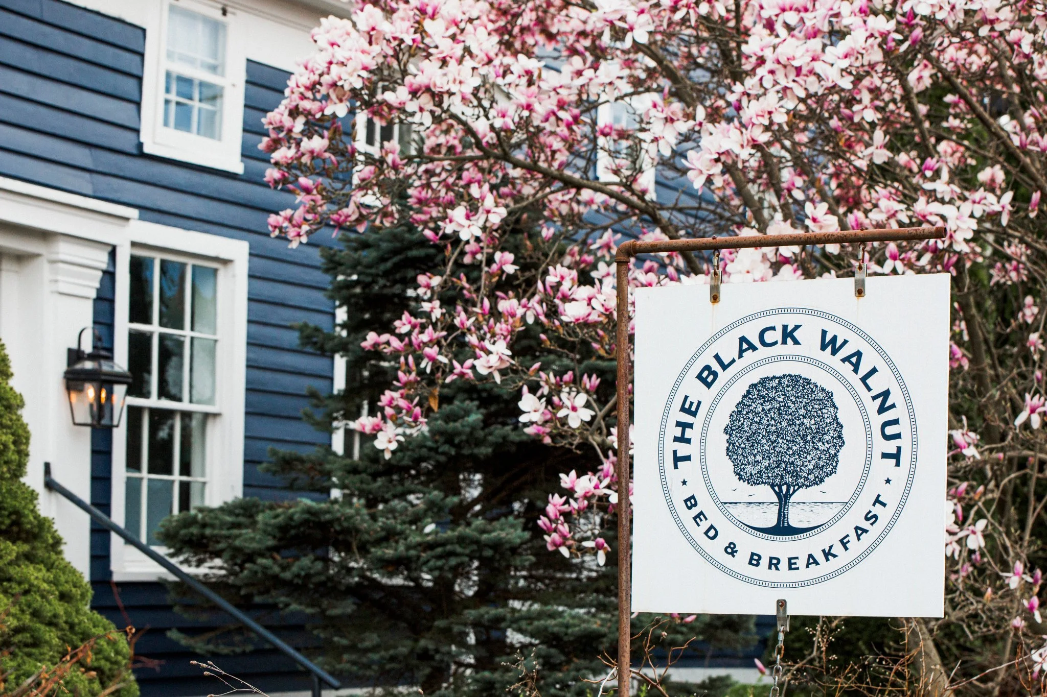 Pink blossoming tree in front of the dark blue exterior of the bed and breakfast with white window trims. A white sign with The Black Walnut Bed & Breakfast logo on it.