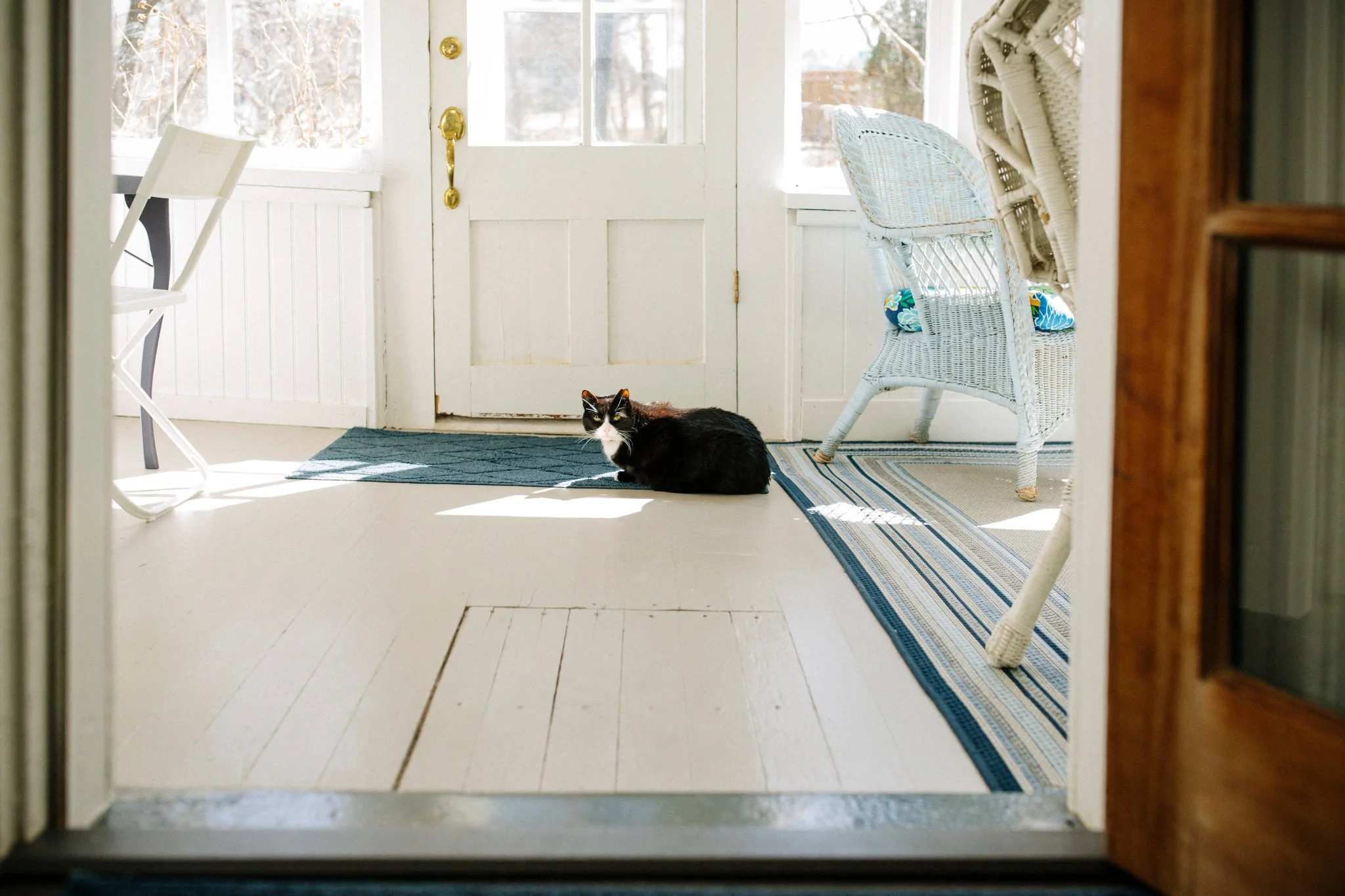 A black and white cat sitting on a blue rug inside a sunlit porch with white doors and wicker chairs.