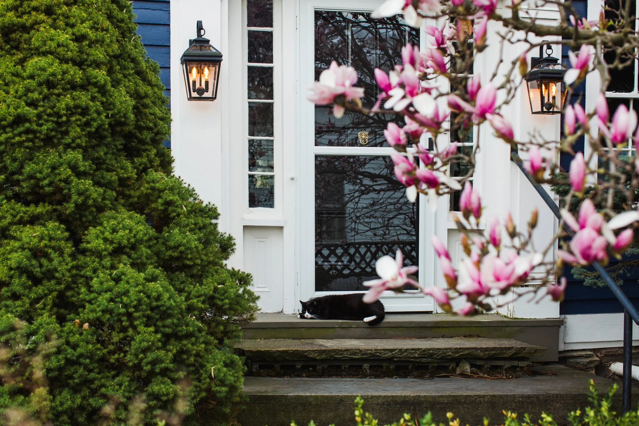 A black and white cat laying on the front porch of a house, partly hidden by a pink flowering tree in the foreground. The house has a white door with glass panes and two black lantern-style lights on each side.