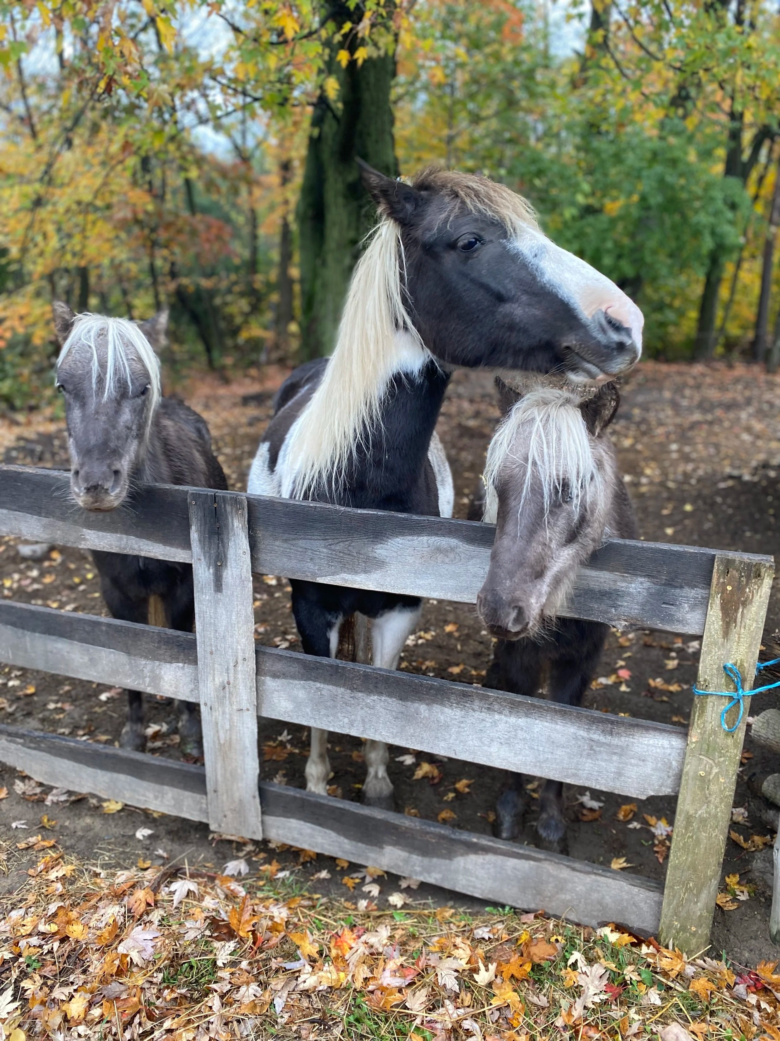 Three miniature horses standing behind a wooden fence with autumn-colored trees and fallen leaves on the ground.