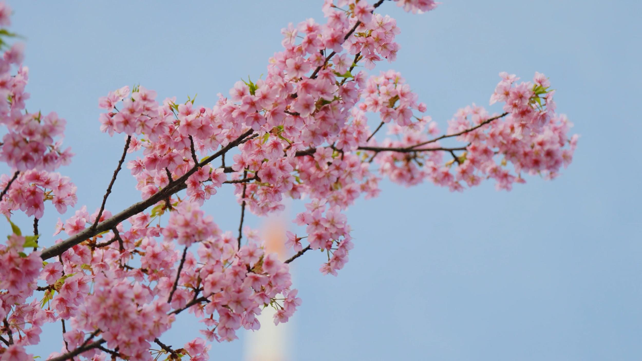 Pink cherry blossoms on a branch against a clear blue sky.