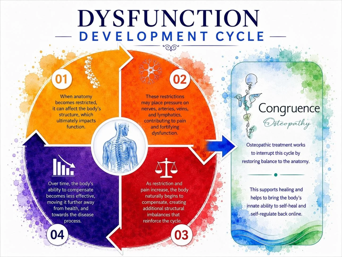 Diagram illustrating the cycle of dysfunction development, showing four stages: 1) Anatomy restrictions impact function, 2) Restrictions cause pressure and pain, 3) Increased pain leads to structural imbalances, 4) Effects on body's ability to compensate. On the right, an arrow points to a section titled 'Congruence Osteopathy' explaining osteopathic treatment to restore balance and support healing.