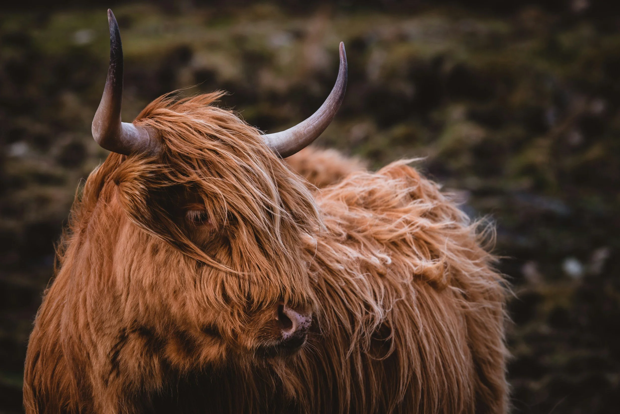 Highland cow of Scotland