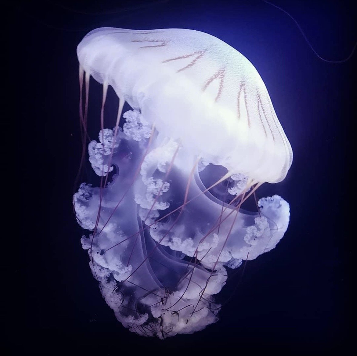 'Jellyfish' Photograph