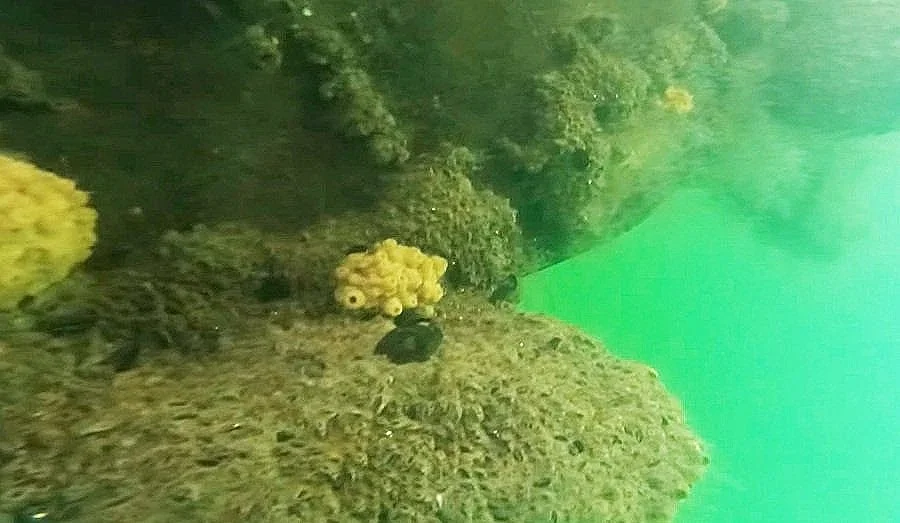 We specialize in hull cleaning of boat bottoms with severe fouling