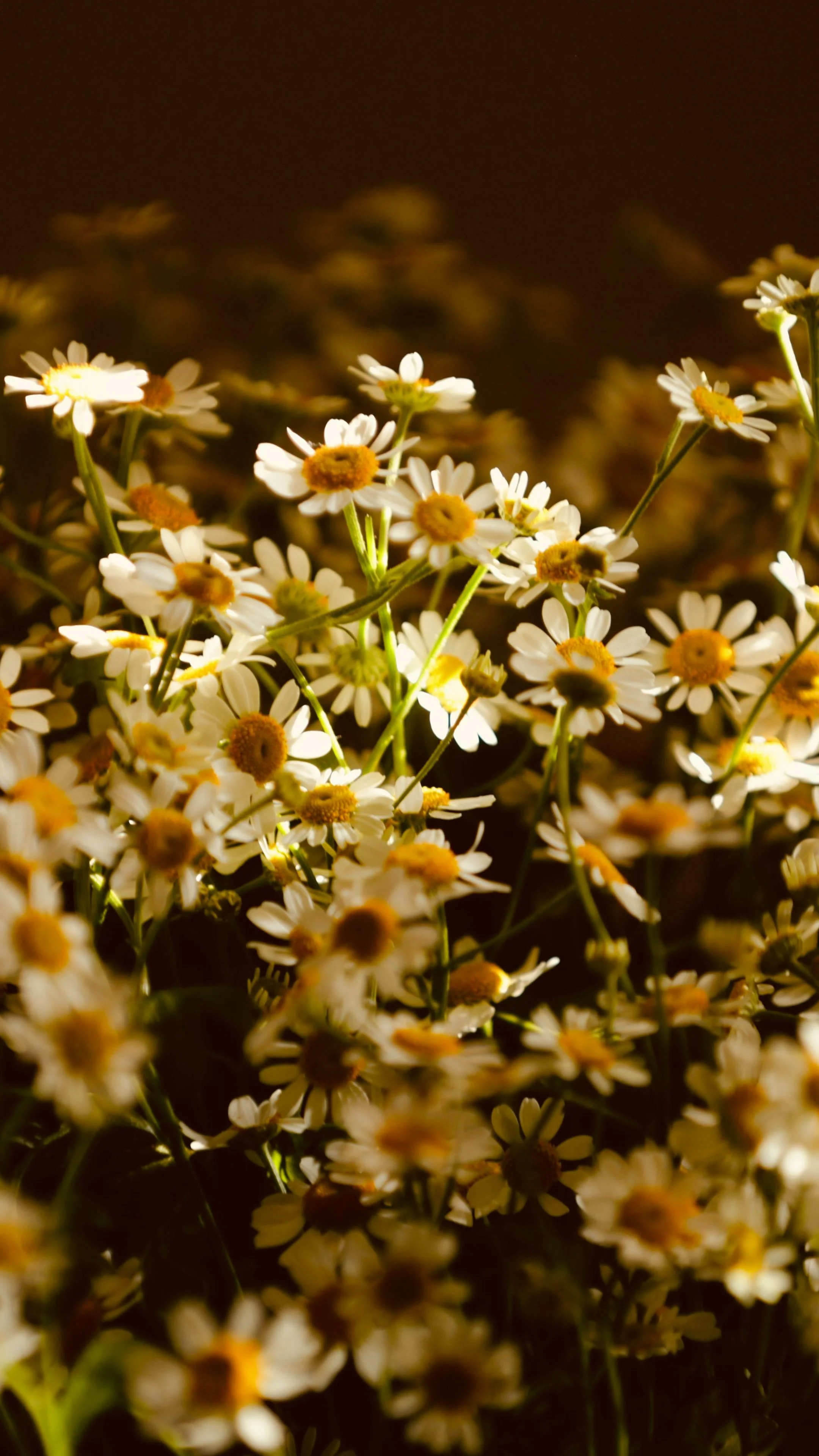 A close-up of numerous small white daisies with yellow centers, illuminated with warm lighting, against a dark background.