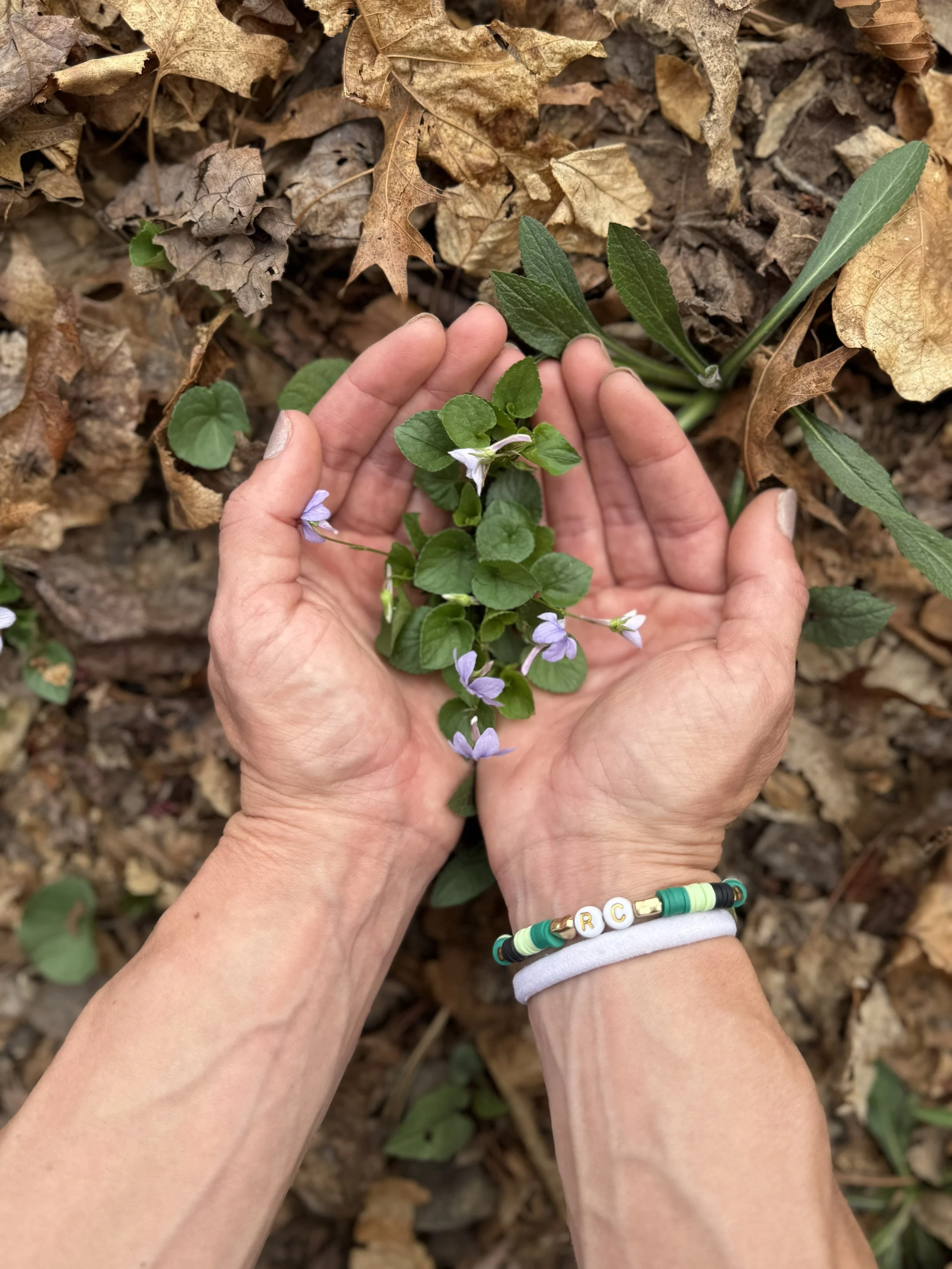 Person holding small green plant with purple flowers, surrounded by brown and green leaves on ground.