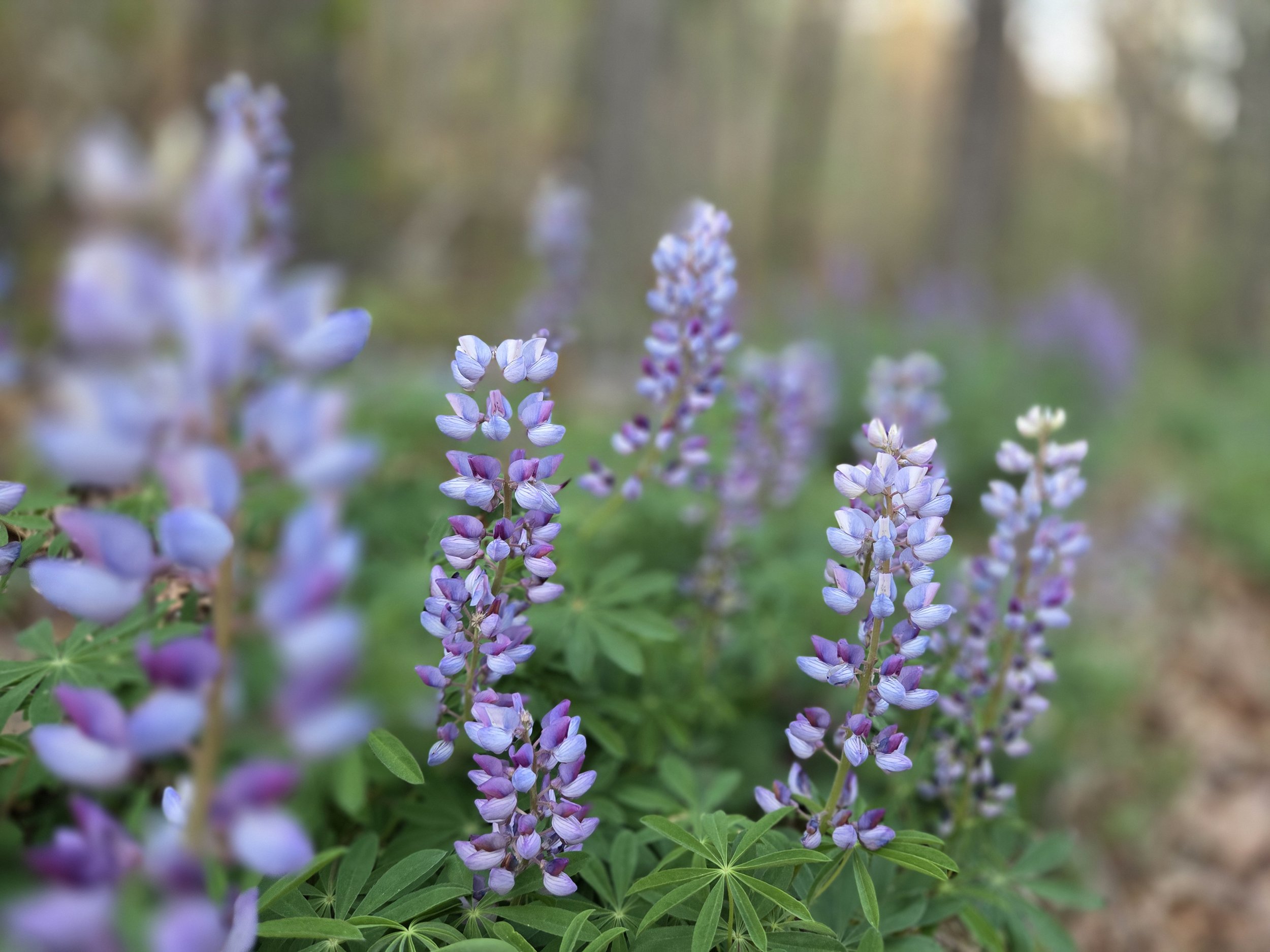 Hone Quarry Community Walk, 10:00am, June 27, 2026