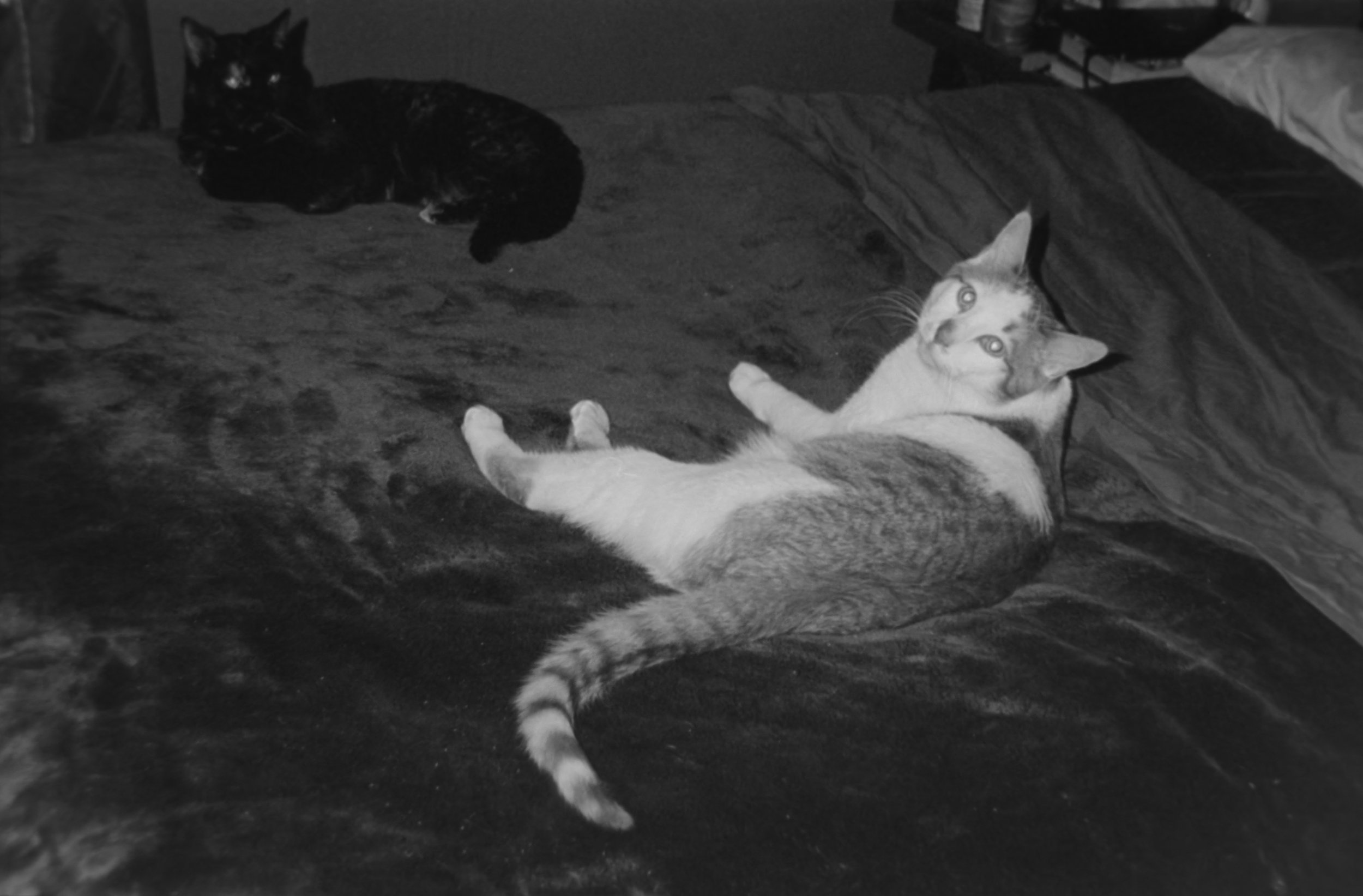 Karen and Chad
Camera: Pentax IQZoom 60
Film: Ilford HP5
Speed: 400
Size: 135
Format: Full Frame