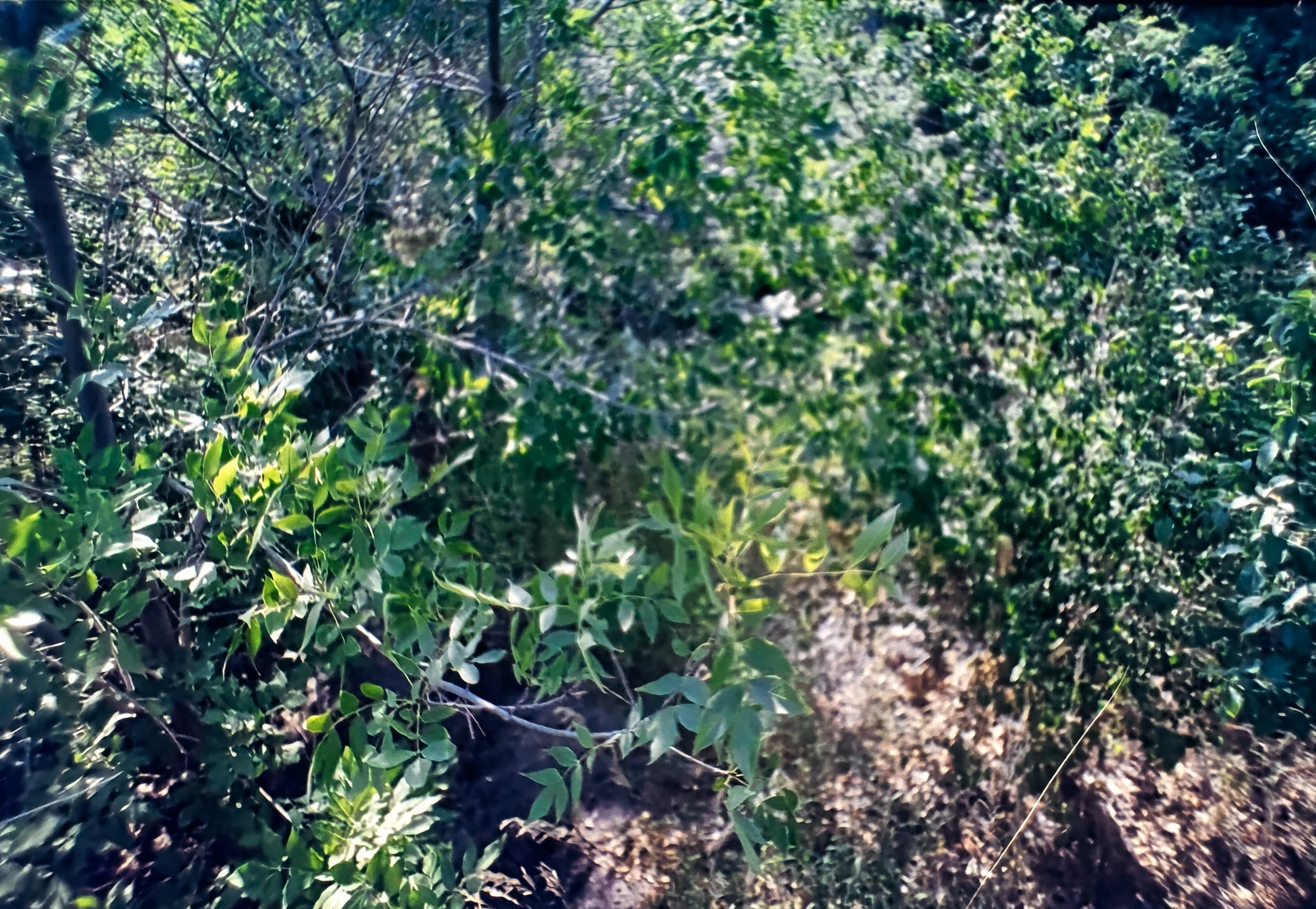 Paul A Hentzell Park
Camera: Canon A-1
Film: Kodak UltraMax
Speed: 400
Size: 135
Format: Full Frame