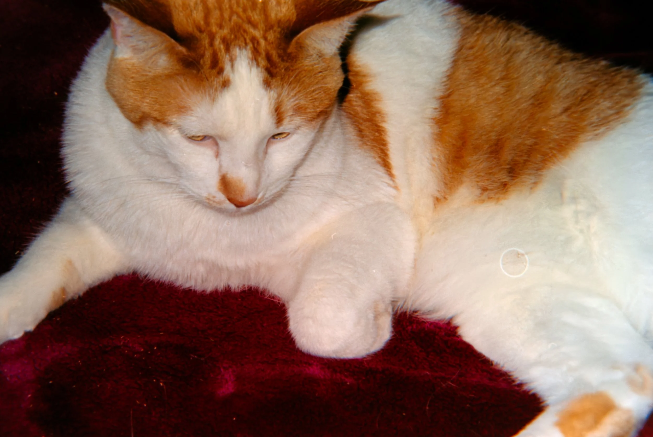 Chad
Camera: Konica Aiborg
Film: Kodak Ultra Max
Speed: 400
Size: 135
Format: Full Frame