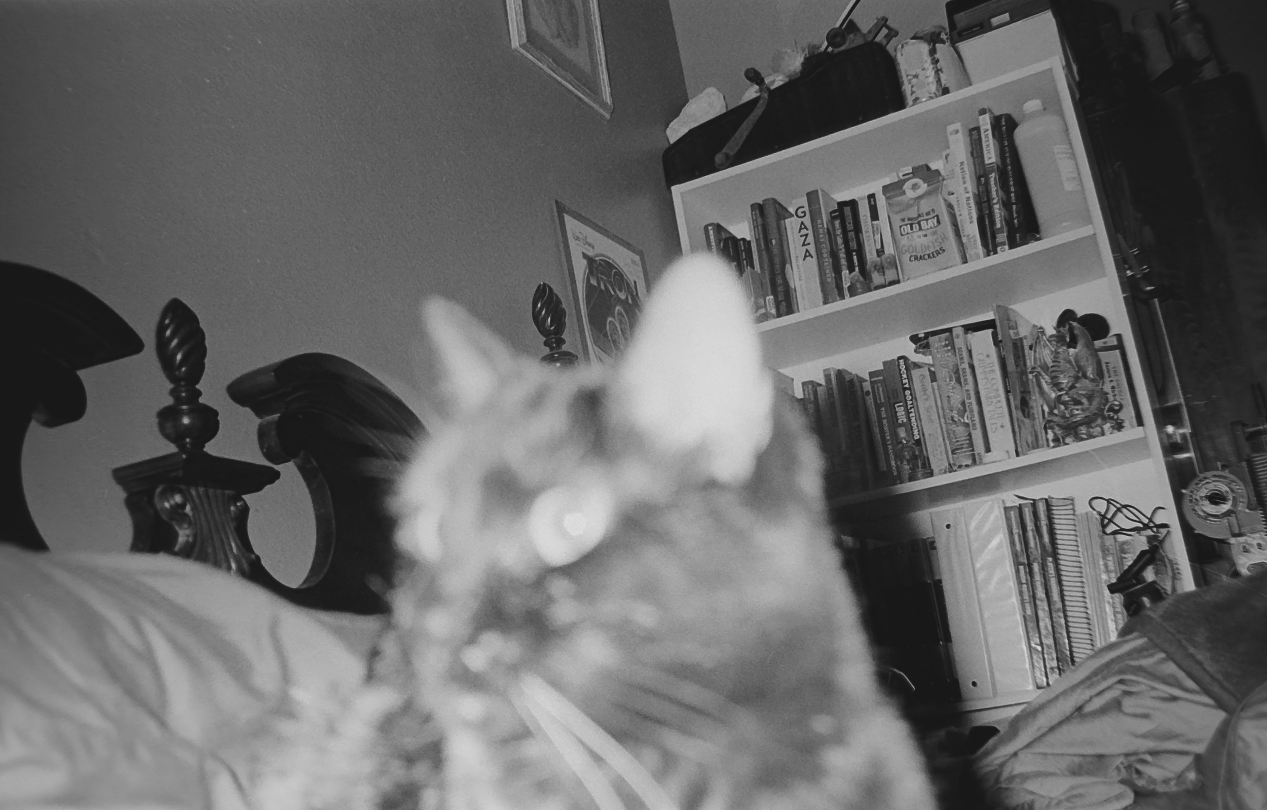 Camera: Pentax Zoom 90-WR
Film: Kodak Tri-X
Speed: 400
Size 135
Format: Full Frame