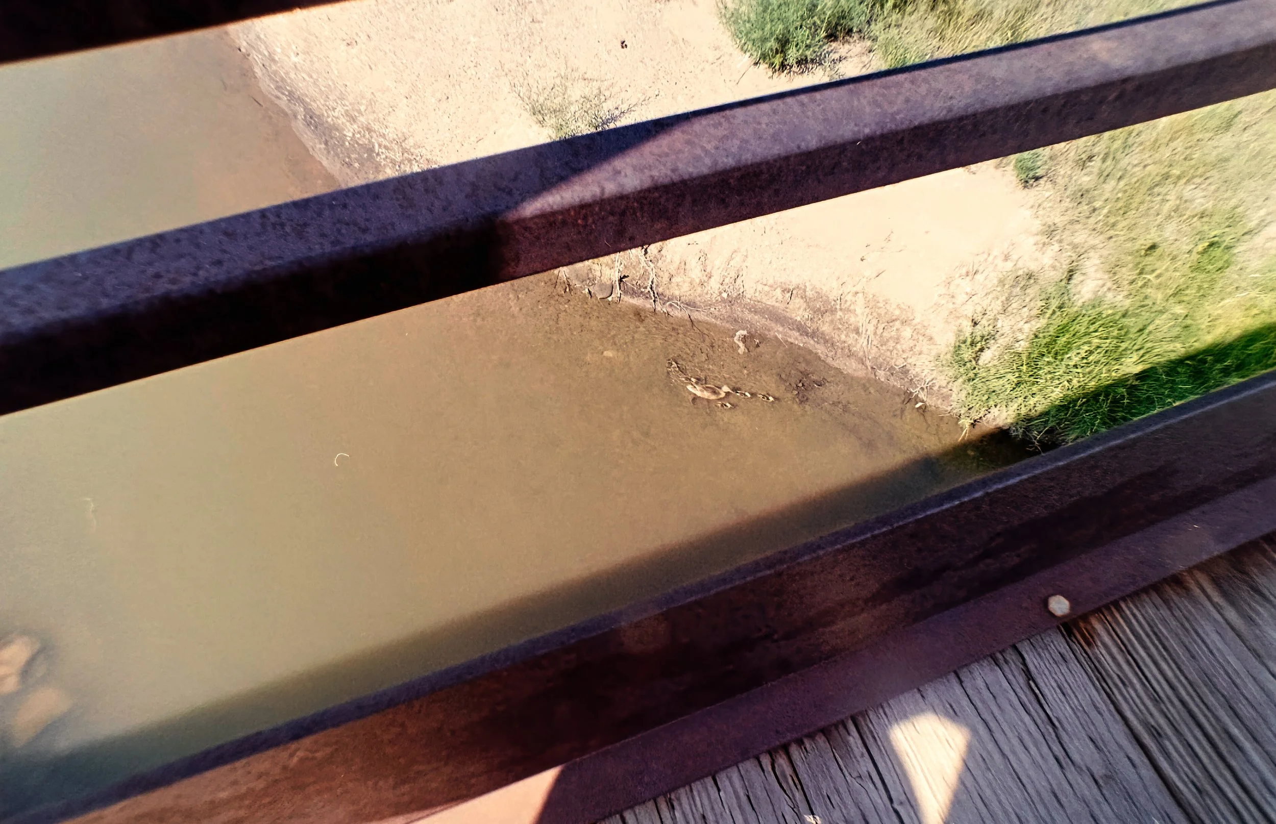 Momma Duck and Ducklings
Paul A Hentzell Park
Camera: Canon A-1
Film: Kodak UltraMax
Speed: 400
Size: 135
Format: Full Frame