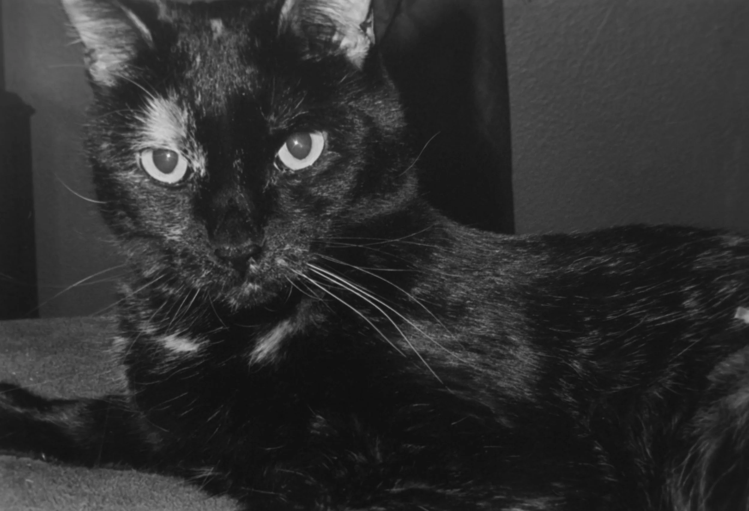 Karen
Camera: Pentax IQZoom 60
Film: Ilford HP5
Speed: 400
Size: 135
Format: Full Frame