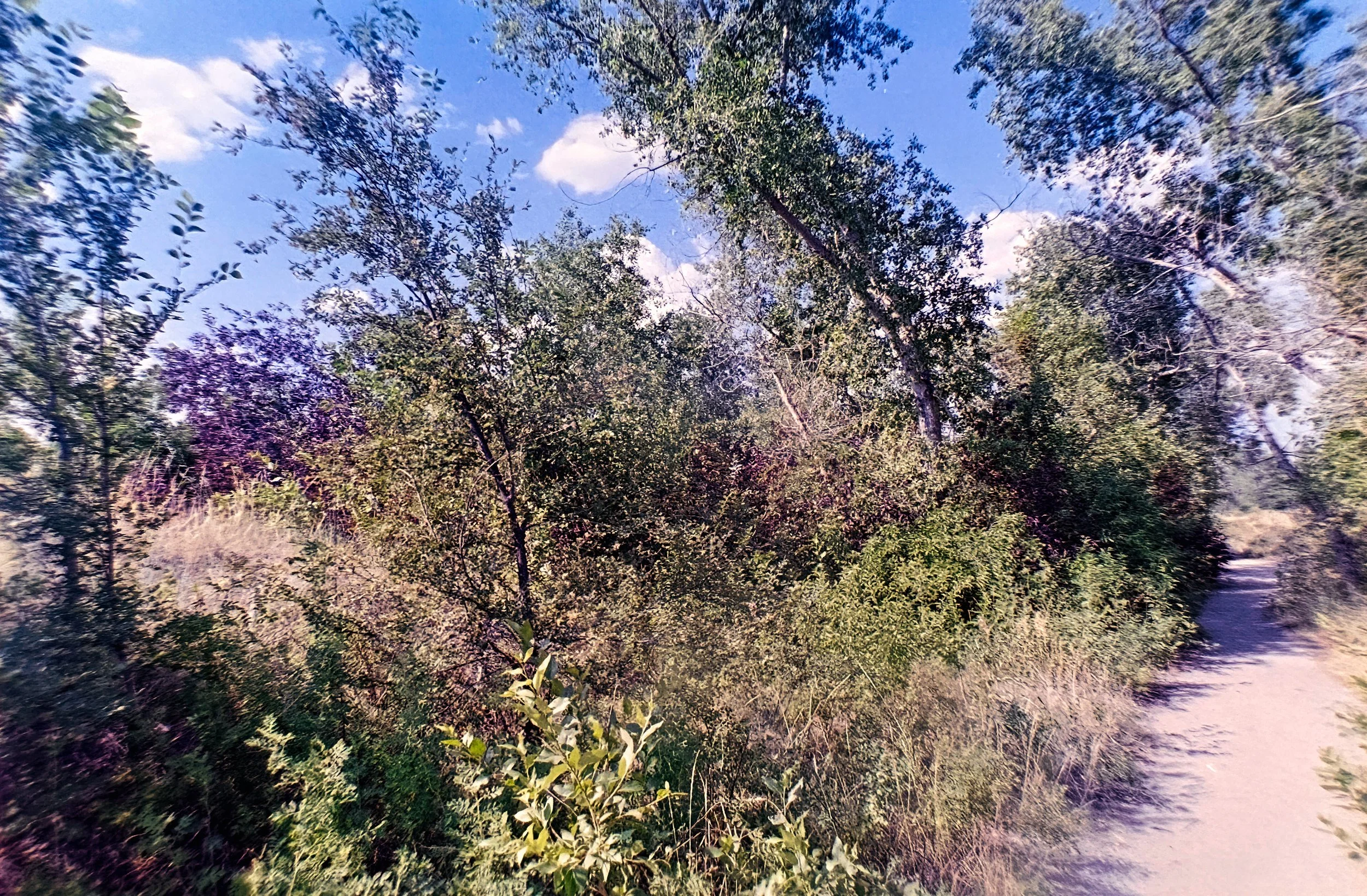 Paul A Hentzell Park
Camera: Canon A-1
Film: Kodak UltraMax
Speed: 400
Size: 135
Format: Full Frame