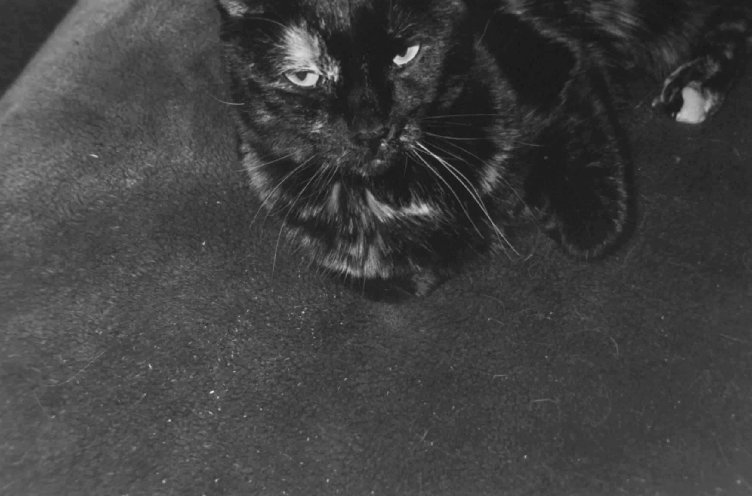 Karen
Camera: Pentax IQZoom 60
Film: Ilford HP5
Speed: 400
Size: 135
Format: Full Frame