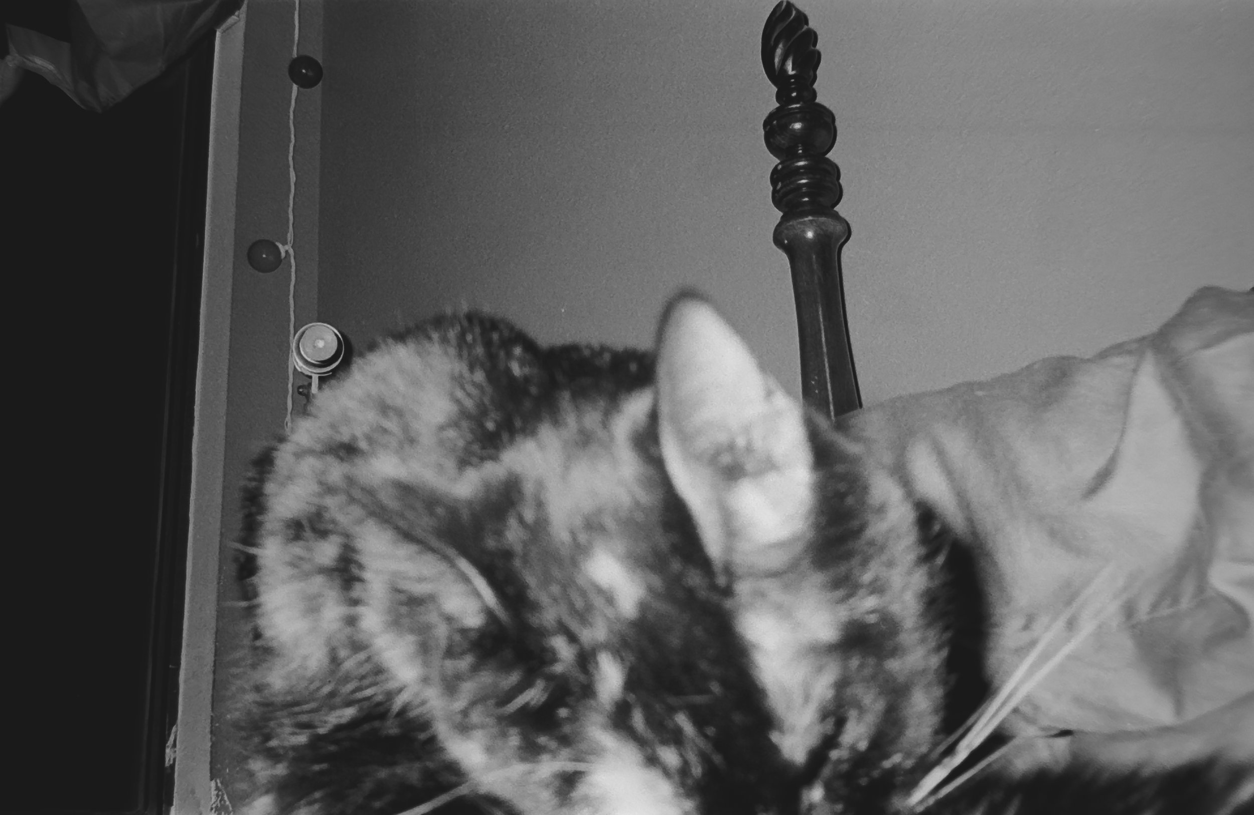 Camera: Pentax Zoom 90-WR
Film: Kodak Tri-X
Speed: 400
Size 135
Format: Full Frame