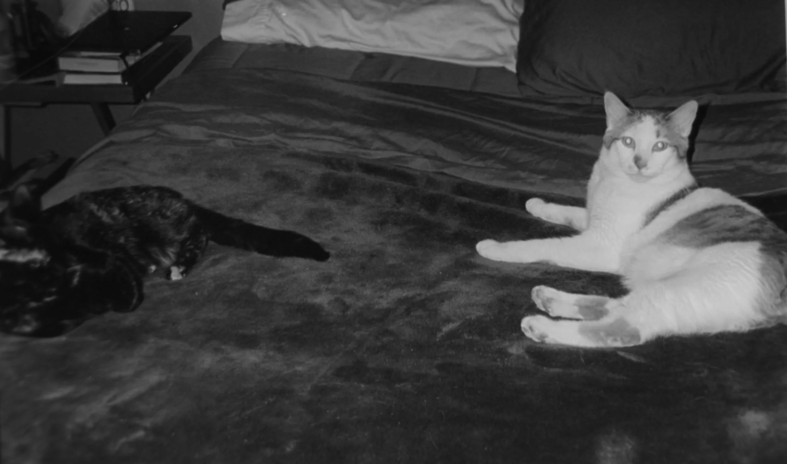 Karen and Chad
Camera: Pentax IQZoom 60
Film: Ilford HP5
Speed: 400
Size: 135
Format: Full Frame