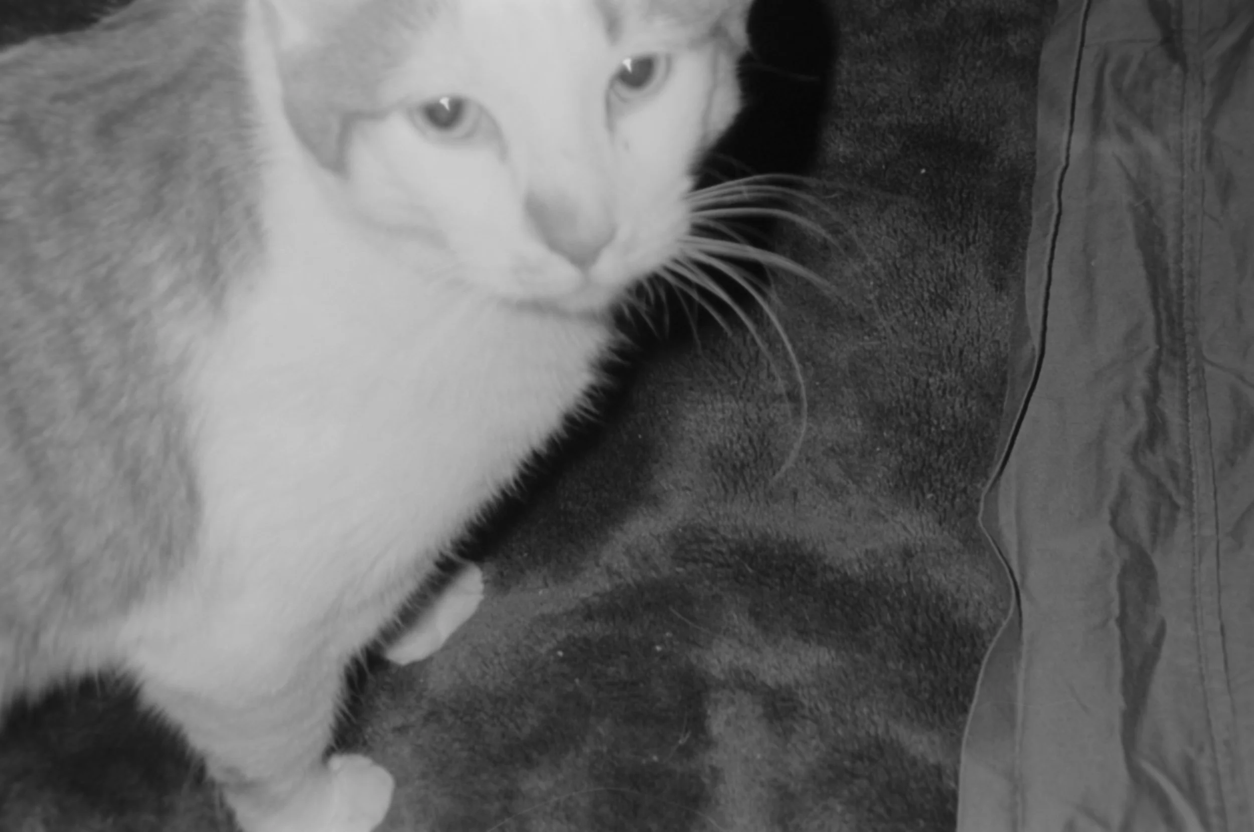 Chad
Camera: Pentax IQZoom 60
Film: Ilford HP5
Speed: 400
Size: 135
Format: Full Frame