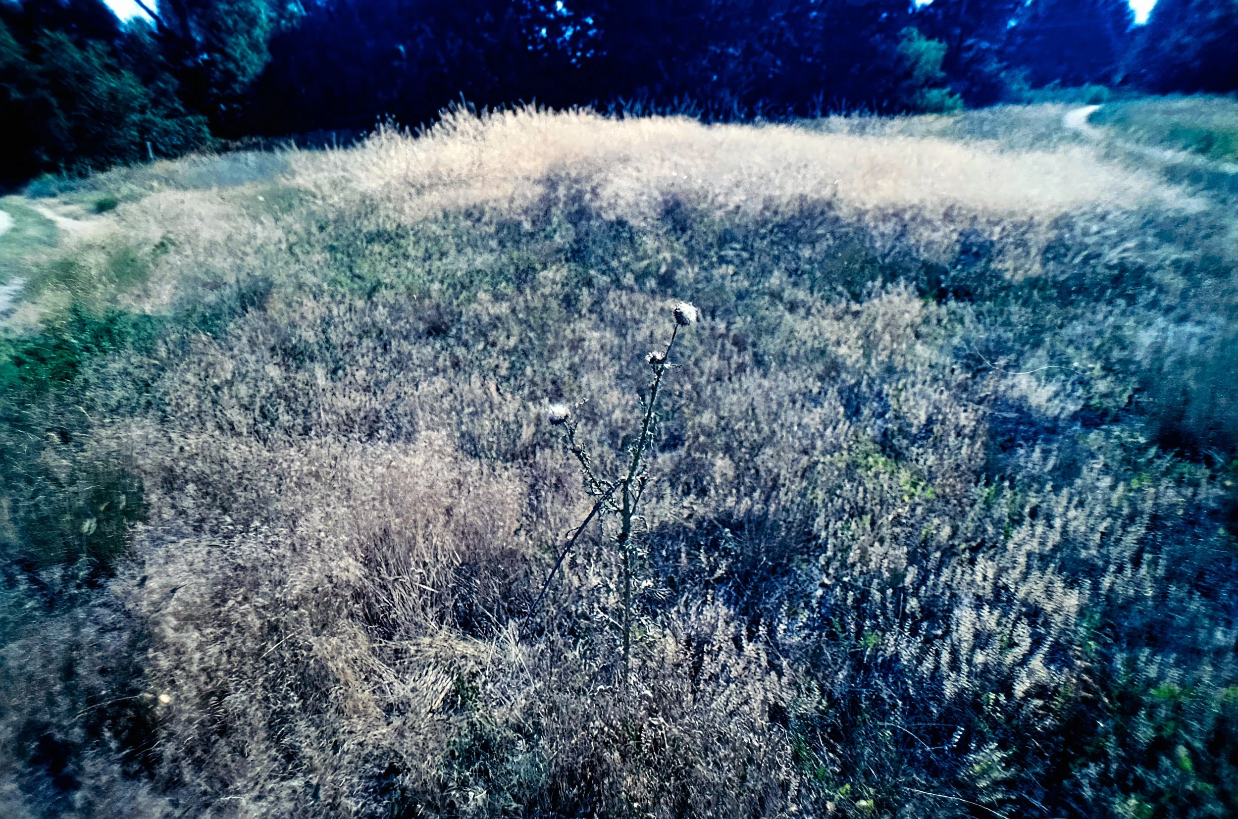 Paul A Hentzell Park
Camera: Canon A-1
Film: Kodak UltraMax
Speed: 400
Size: 135
Format: Full Frame