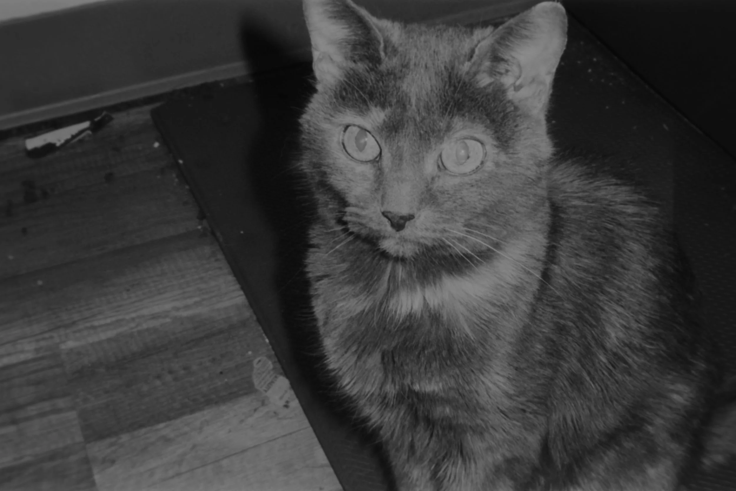 Luna
Camera: Pentax IQZoom 60
Film: Kentmere Pan
Speed: 400
Size: 135
Format: Full Frame